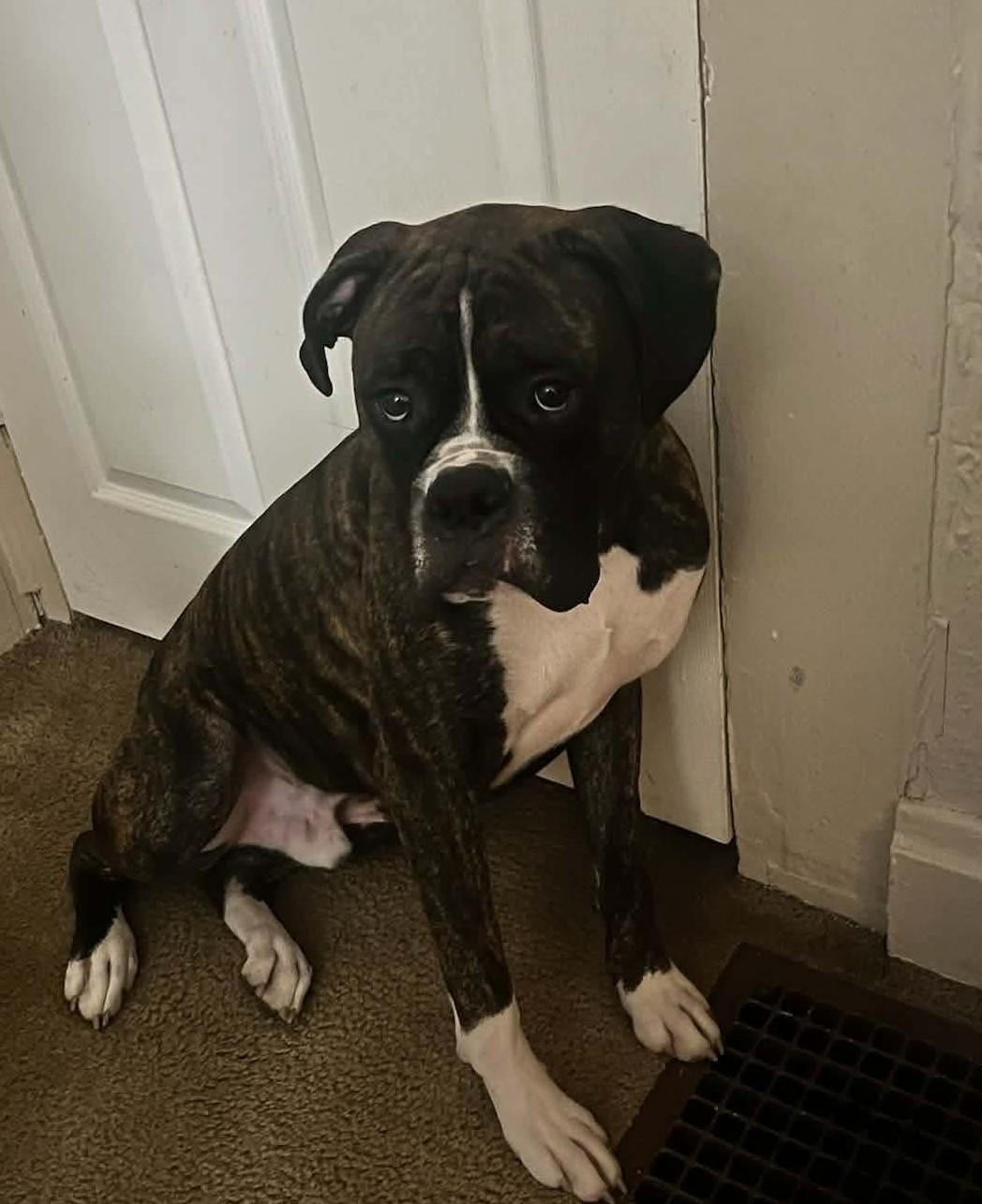 Astro, an adopted Boxer in Miamitown, OH image 2/2