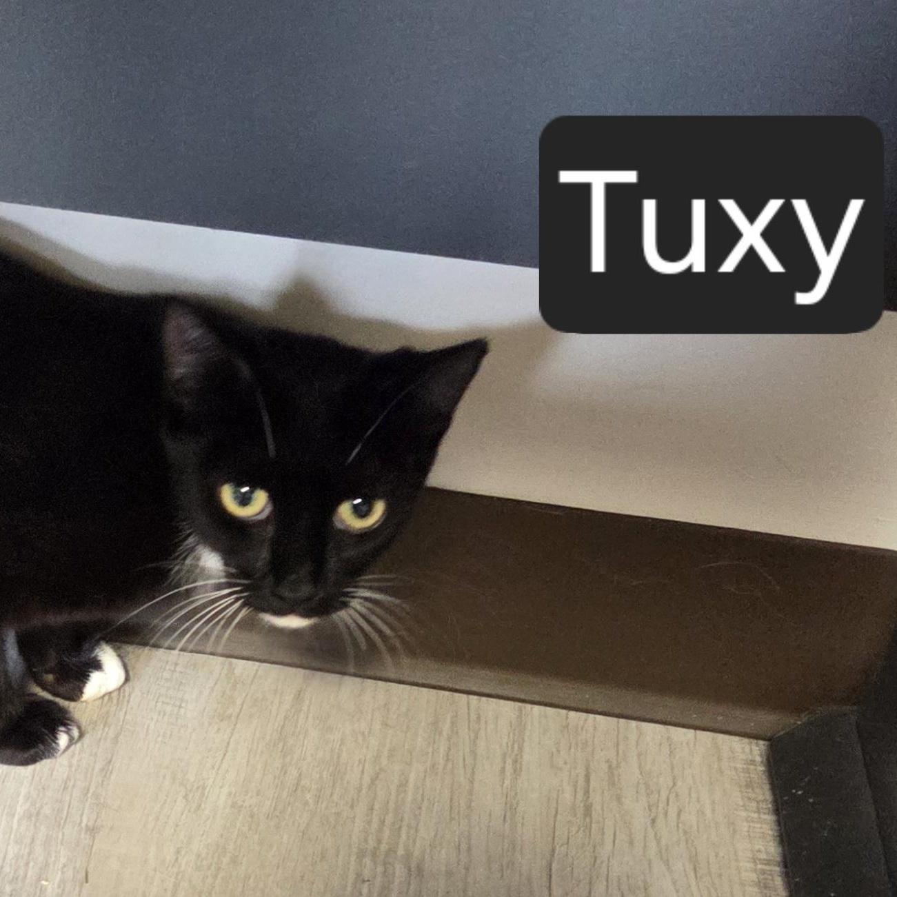 Enlarge Tuxy, a Adoptable Domestic Short Hair in Snow Hill, NC image 2/2