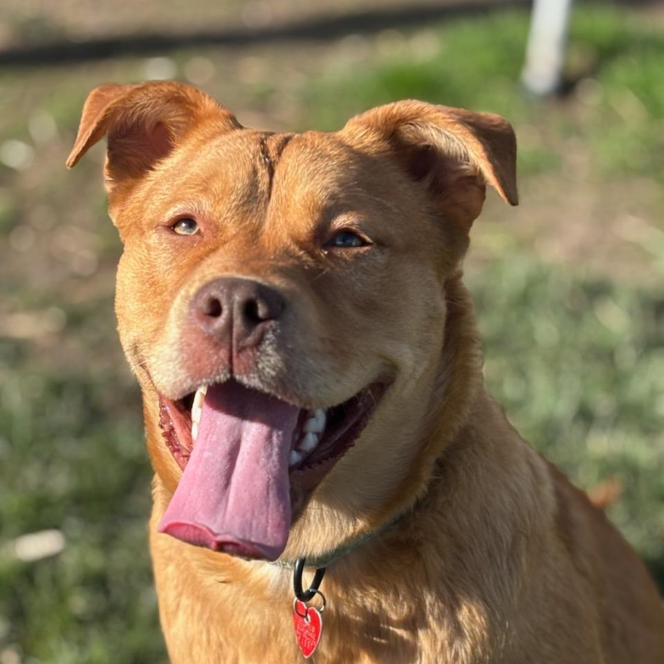 Enlarge Louie, a Adoptable Mixed Breed in Medford, OR image 1/2