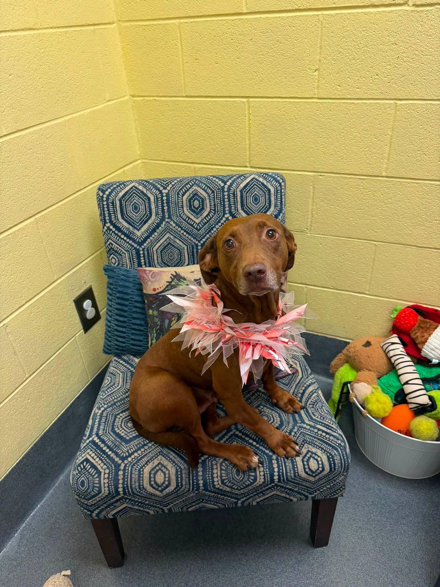 Sadie, ADOPTABLE, Adult Female American Staffordshire Terrier.