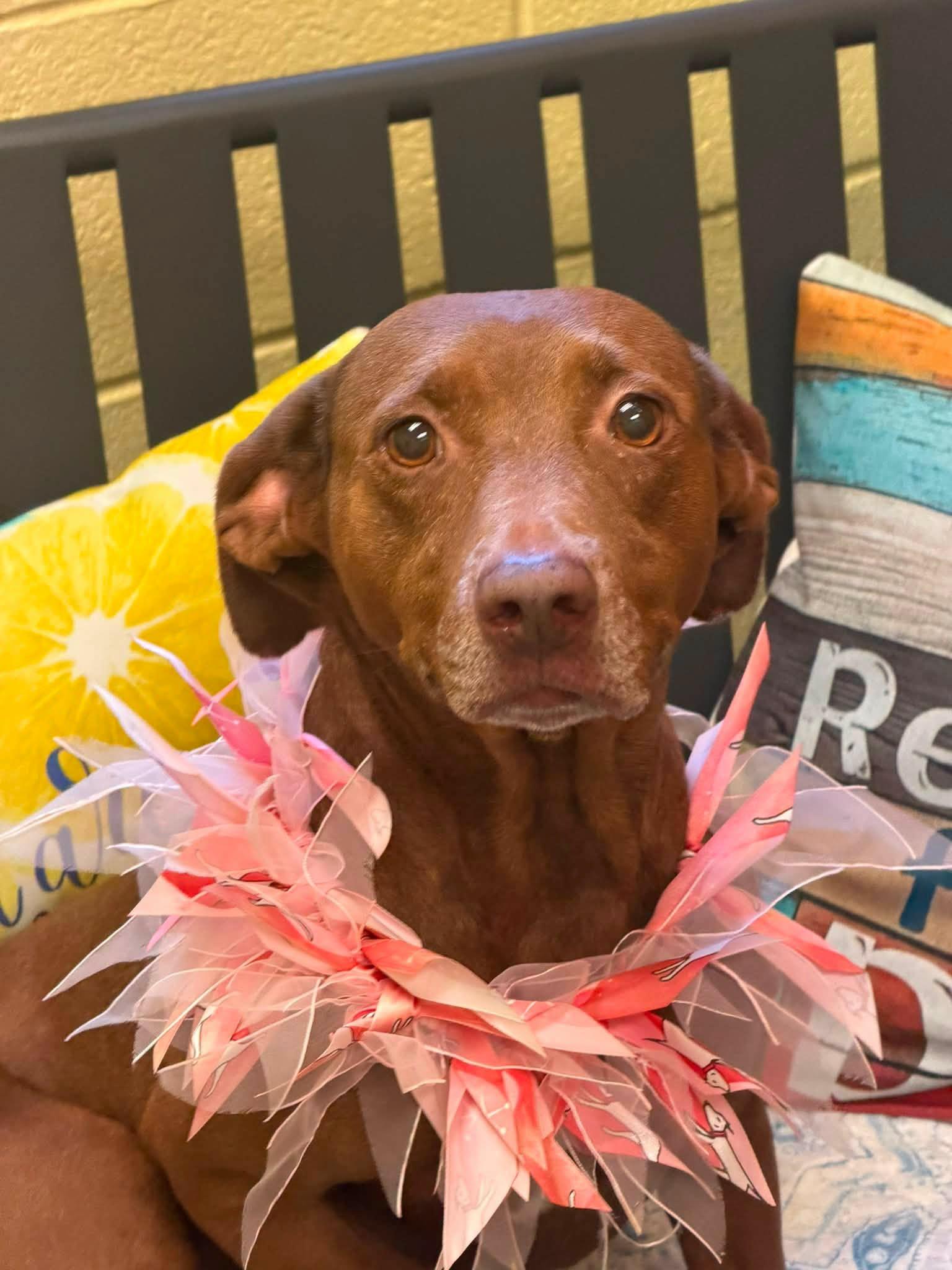 Sadie, a ADOPTABLE mixed breed in Amherst, VA image 6/6