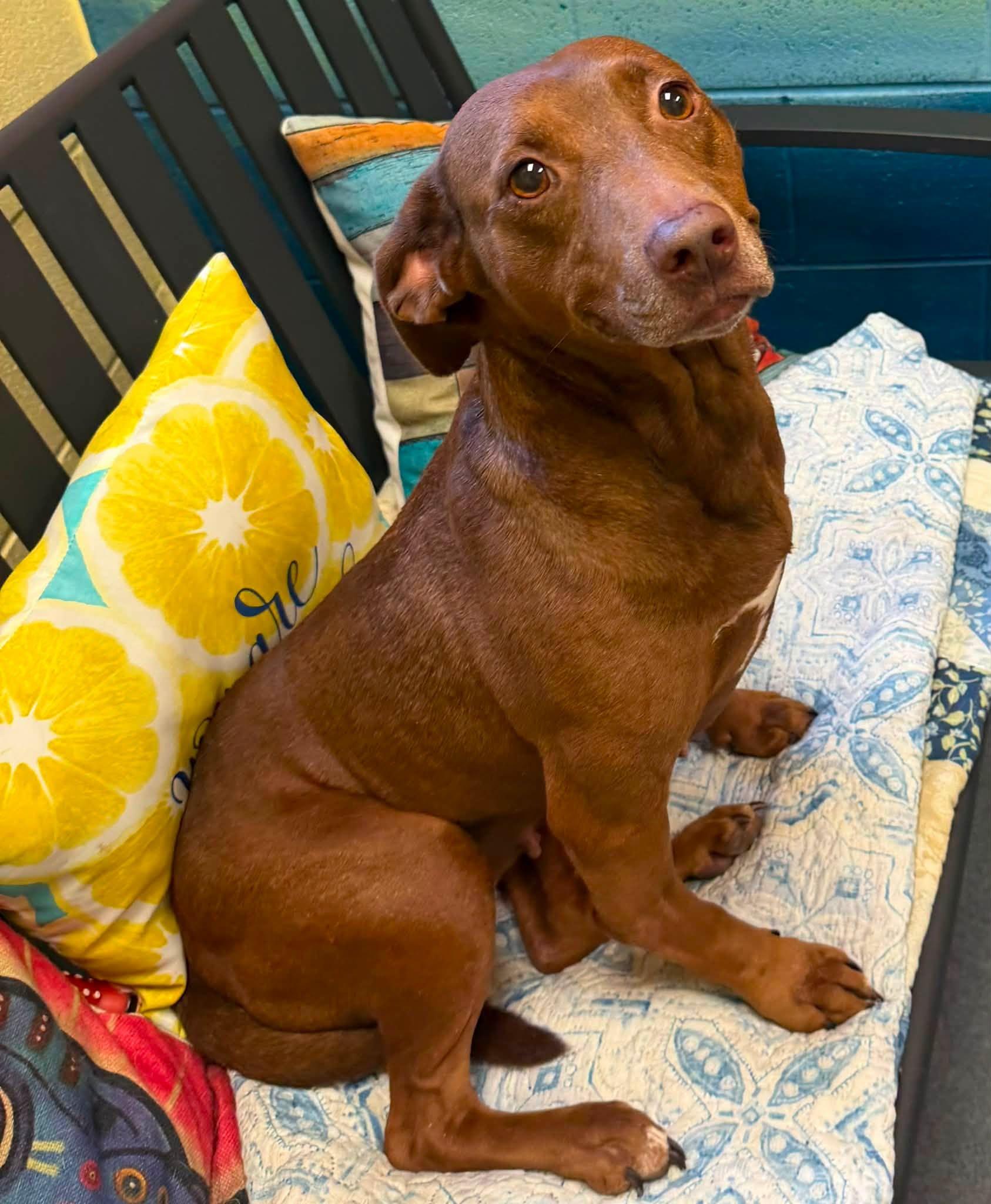 Sadie, a ADOPTABLE mixed breed in Amherst, VA image 4/6