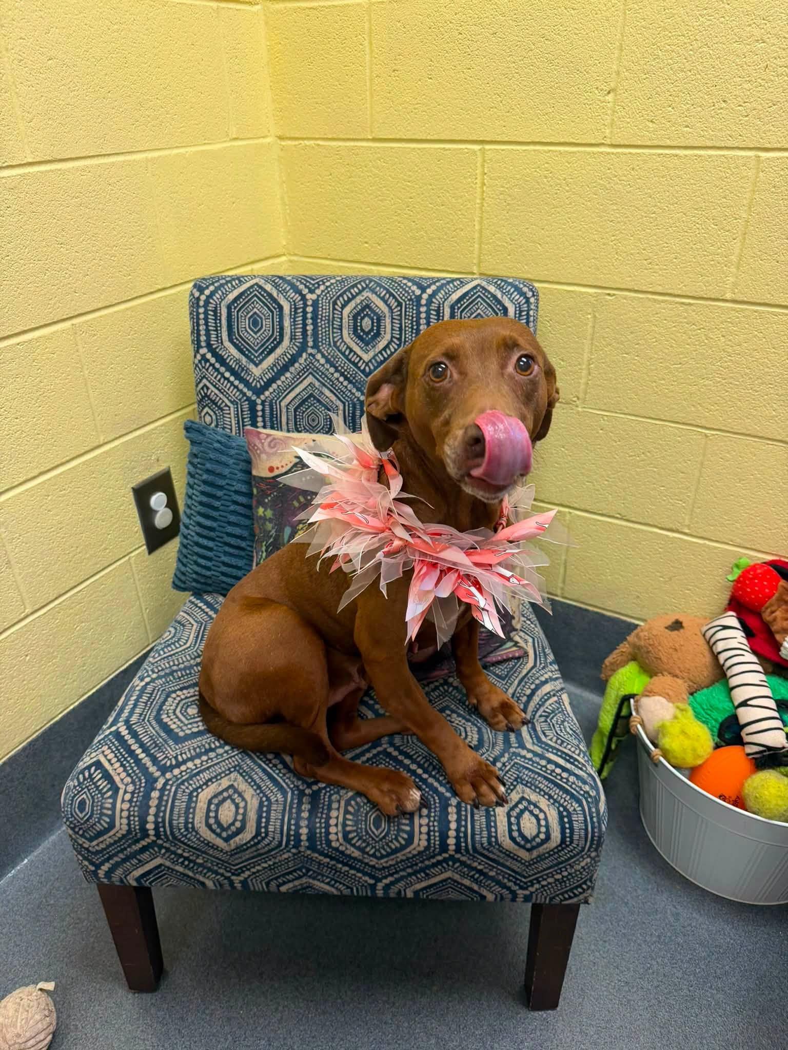 Sadie, a ADOPTABLE mixed breed in Amherst, VA image 5/6