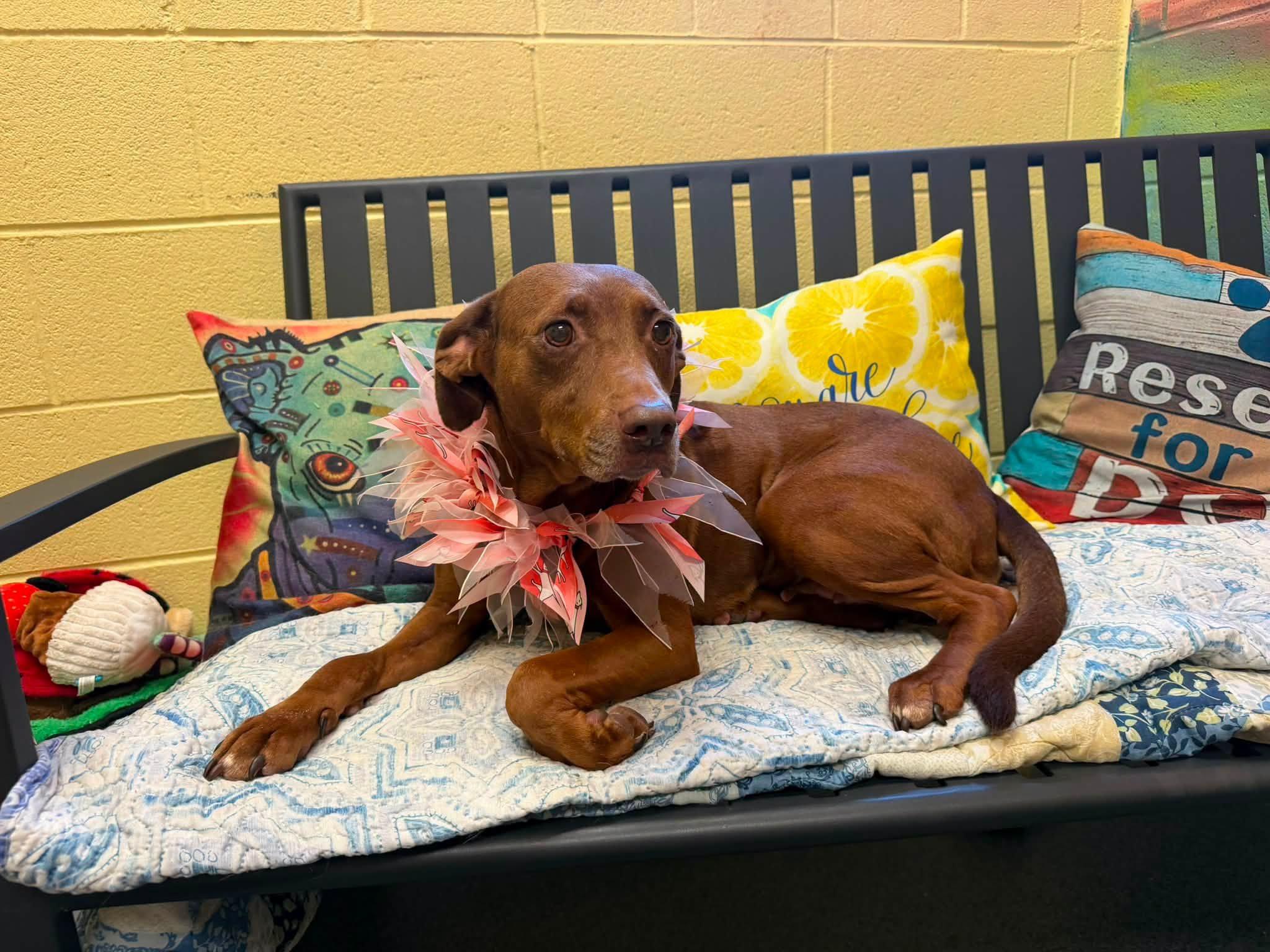 Sadie, a ADOPTABLE mixed breed in Amherst, VA image 2/6