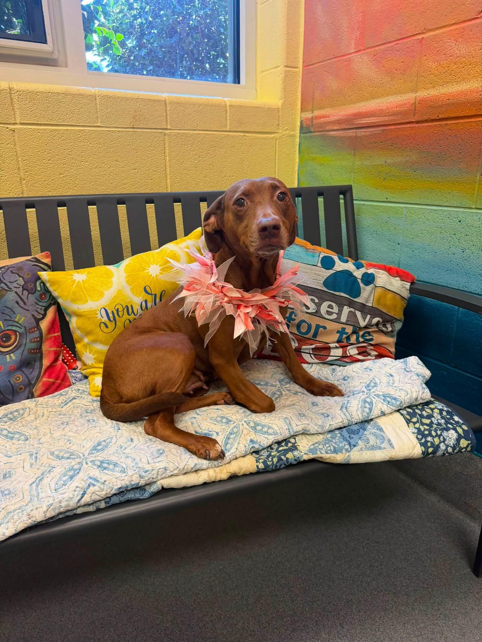 Sadie, a ADOPTABLE mixed breed in Amherst, VA image 3/6