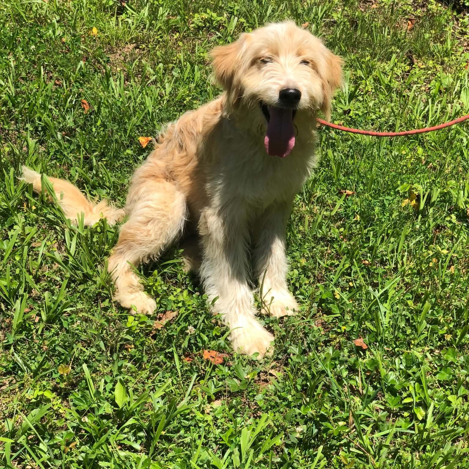 Buddy, adopted, Young Male Goldendoodle & Labrador Retriever.