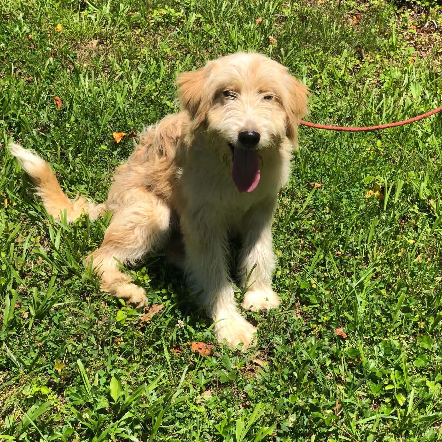 Buddy, an adopted mixed breed in Campton, KY image 2/2