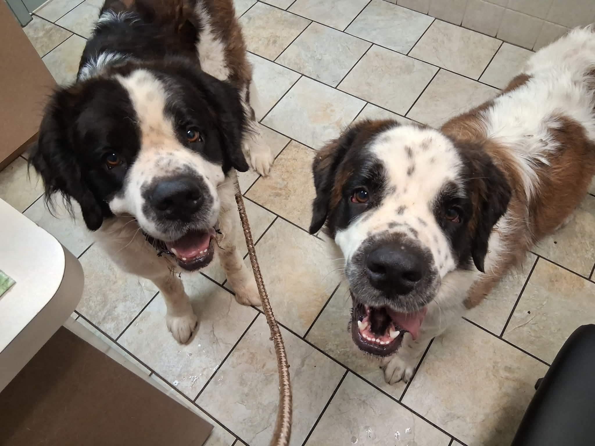 Enlarge Foxy & Bandit (pair located in PA), a Adoptable Saint Bernard in Magnolia, TX image 1/3