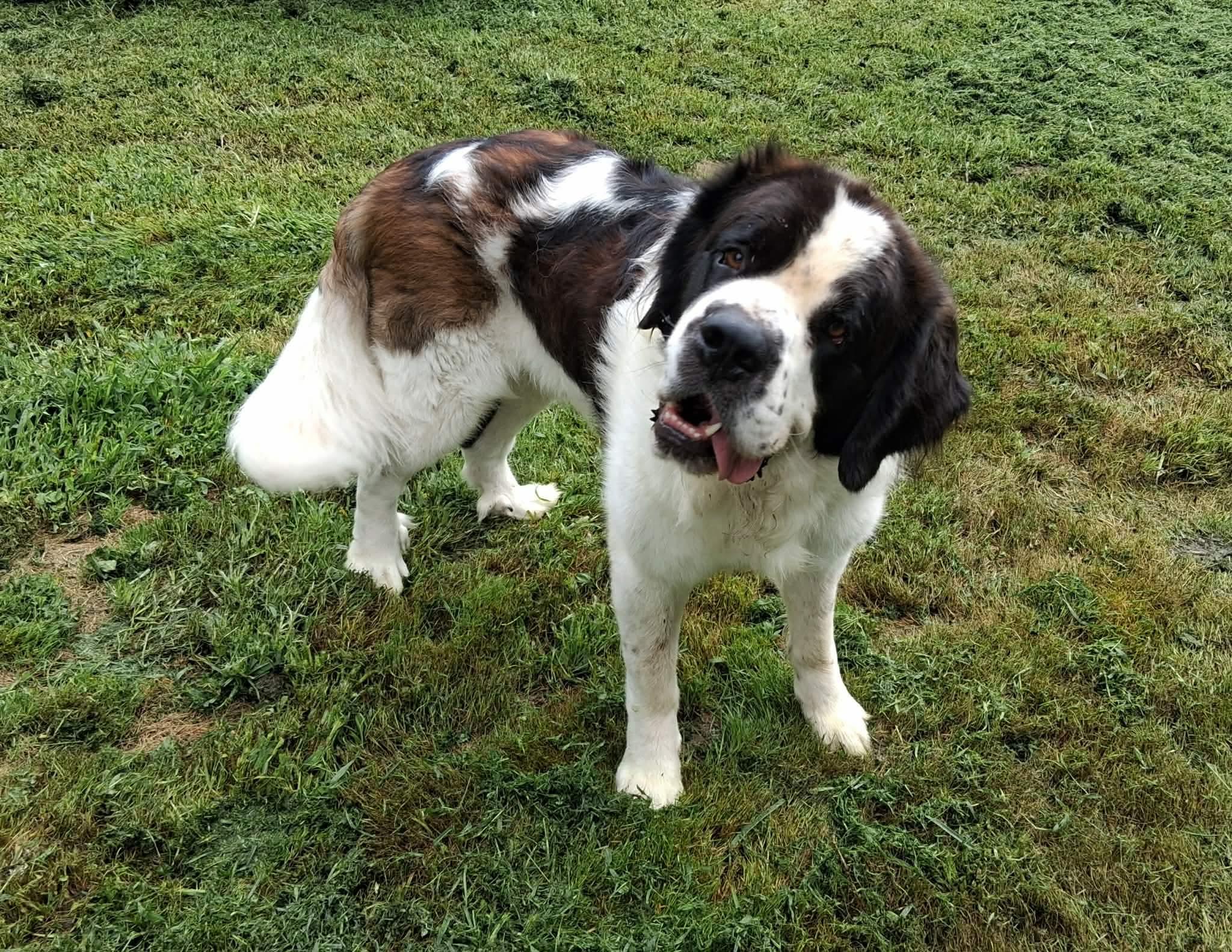 Enlarge Foxy & Bandit (pair located in PA), a Adoptable Saint Bernard in Magnolia, TX image 3/3