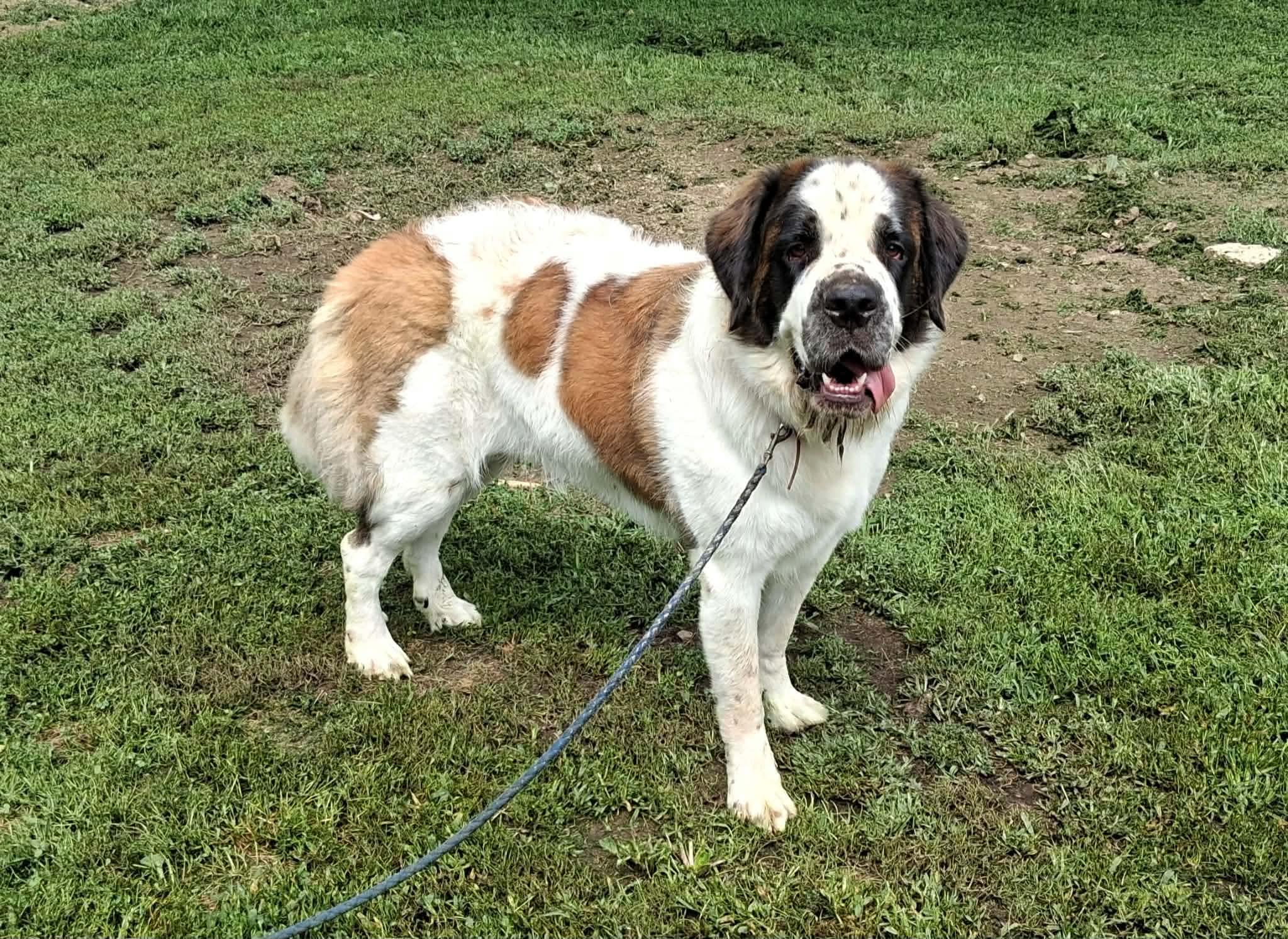 Enlarge Foxy & Bandit (pair located in PA), a Adoptable Saint Bernard in Magnolia, TX image 2/3