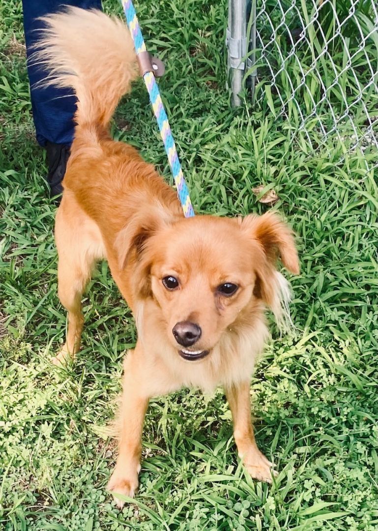 COURTESY POST FOR WASA: Stanley, Adoptable, Young Male Setter & Chihuahua.