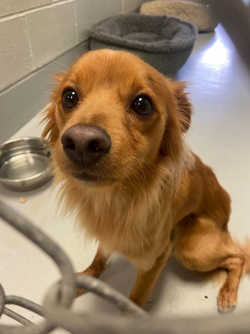 Enlarge COURTESY POST FOR WASA:  Stanley, a Adoptable mixed breed in Westport, CT image 2/4