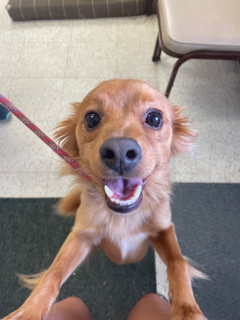 Enlarge COURTESY POST FOR WASA:  Stanley, a Adoptable mixed breed in Westport, CT image 3/4