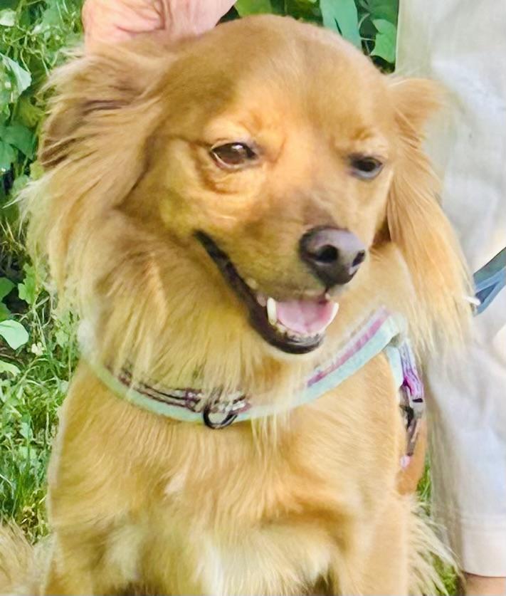 COURTESY POST FOR WASA: Stanley, a Adoptable mixed breed in Westport, CT image 4/4