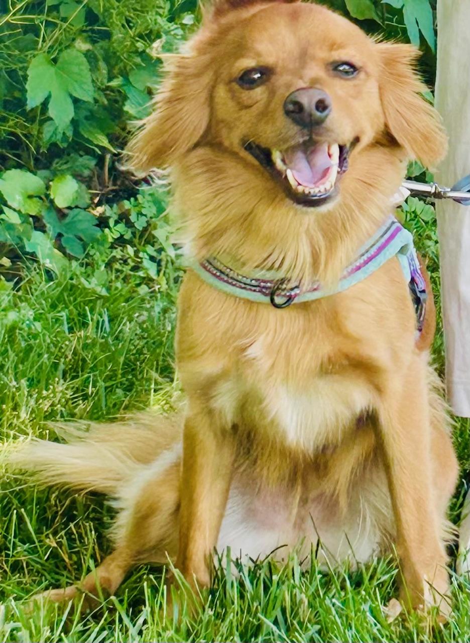 COURTESY POST FOR WASA: Stanley, a Adoptable mixed breed in Westport, CT image 1/4