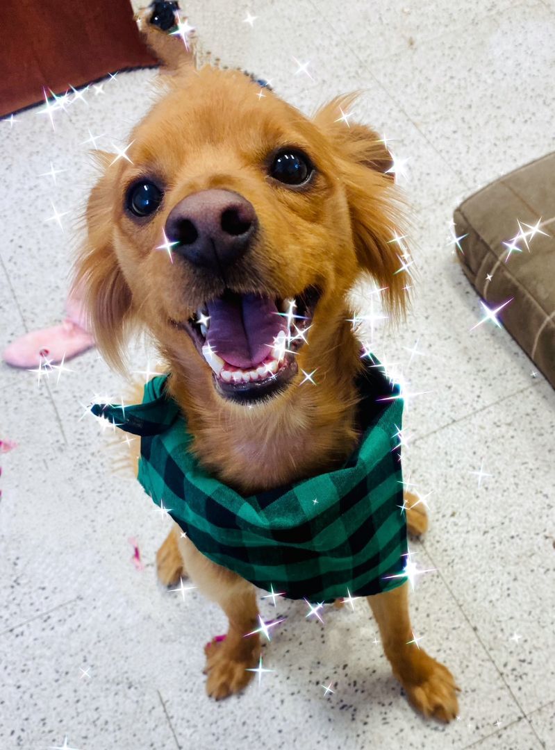 Enlarge COURTESY POST FOR WASA:  Stanley, a Adoptable mixed breed in Westport, CT image 4/4