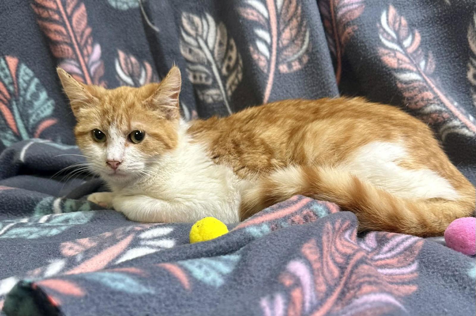 Nacho, Adopted, Young Male Tabby & Domestic Short Hair.