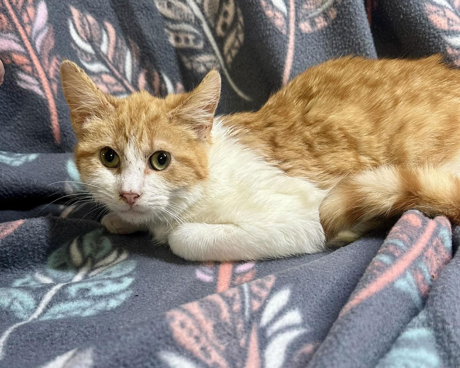 Enlarge Nacho, a Adopted mixed breed in Pleasanton, TX image 2/3