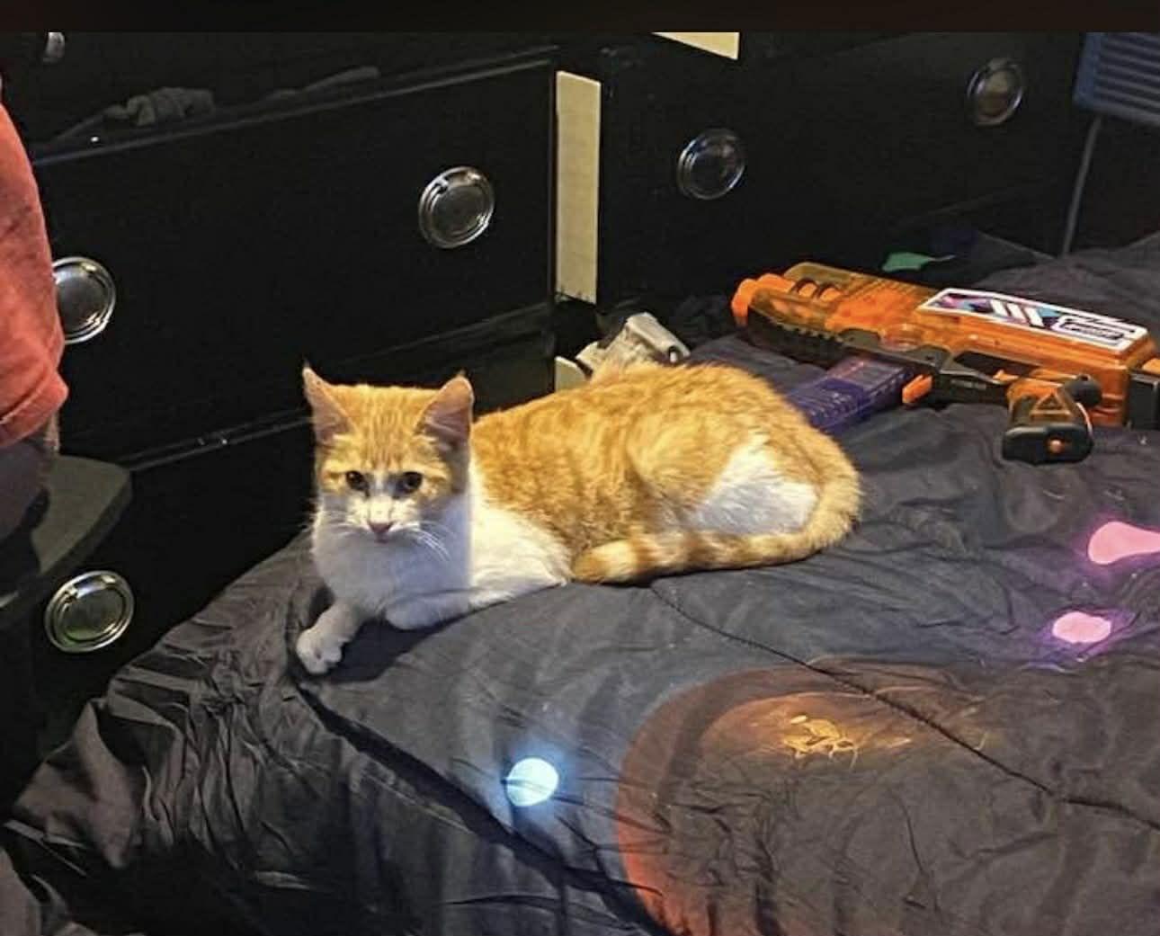 Enlarge Nacho, a Adopted mixed breed in Pleasanton, TX image 3/3