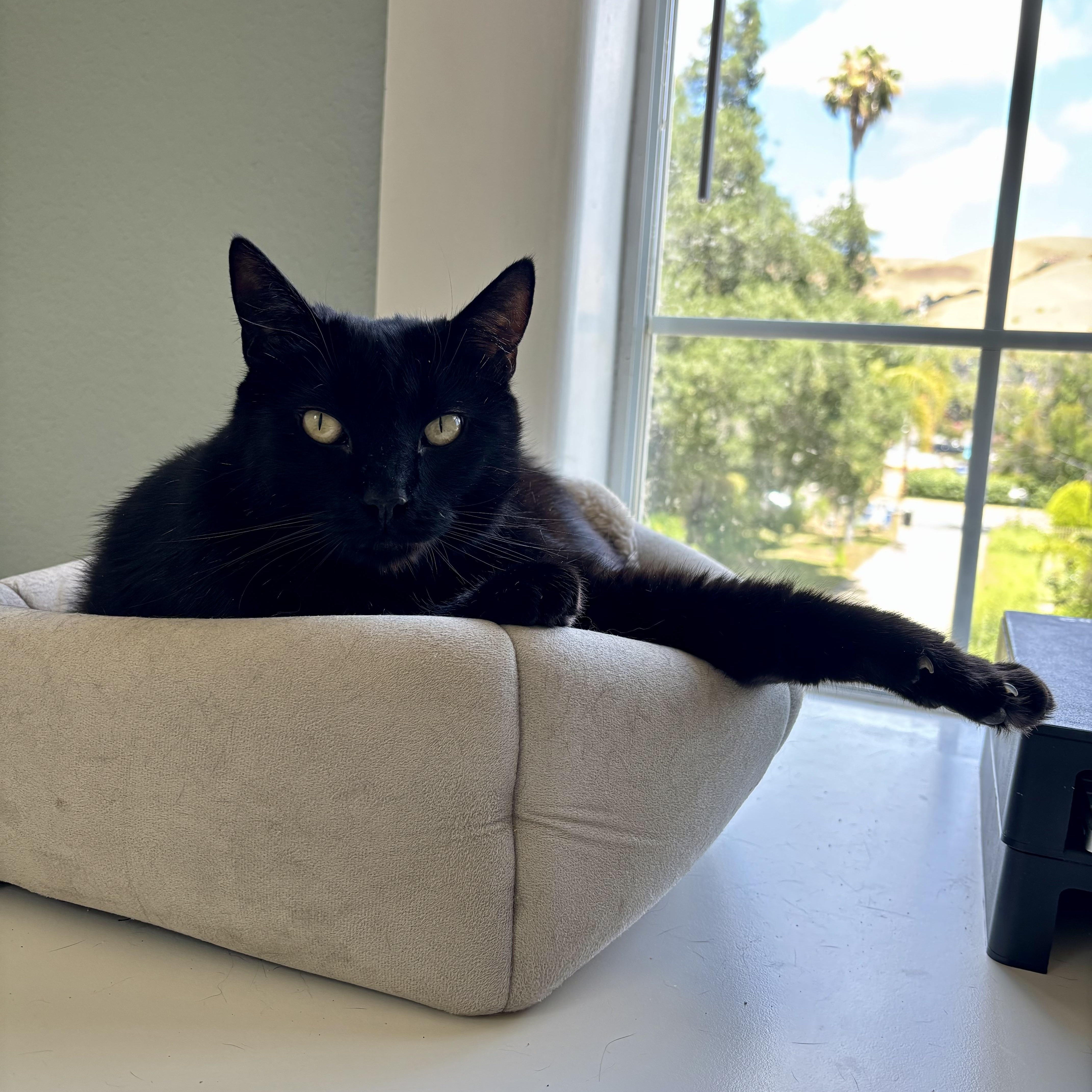 Charlie - The Big Baby, a Adoptable Domestic Short Hair in Union City, CA image 3/6