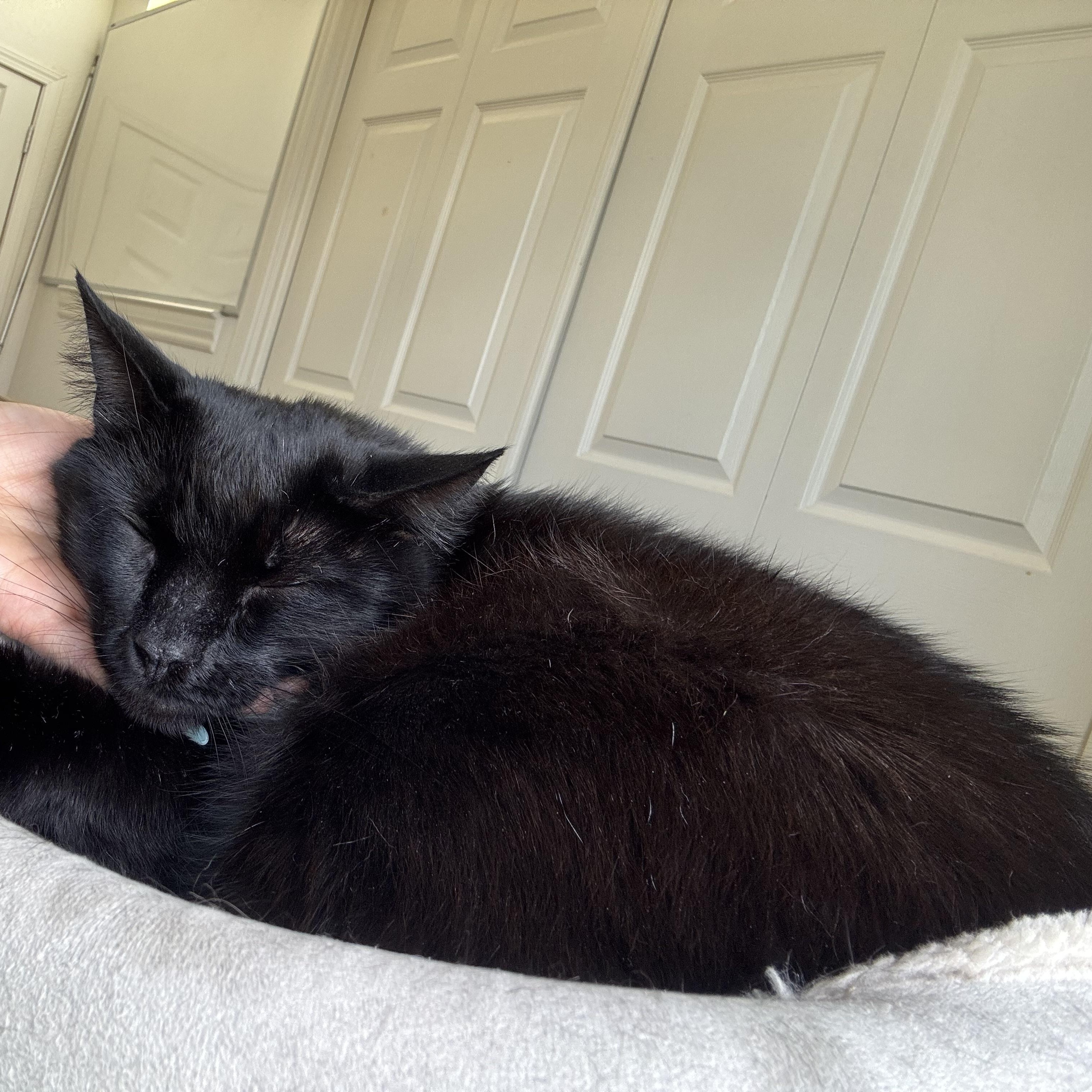 Charlie - The Big Baby, a Adoptable Domestic Short Hair in Union City, CA image 4/6