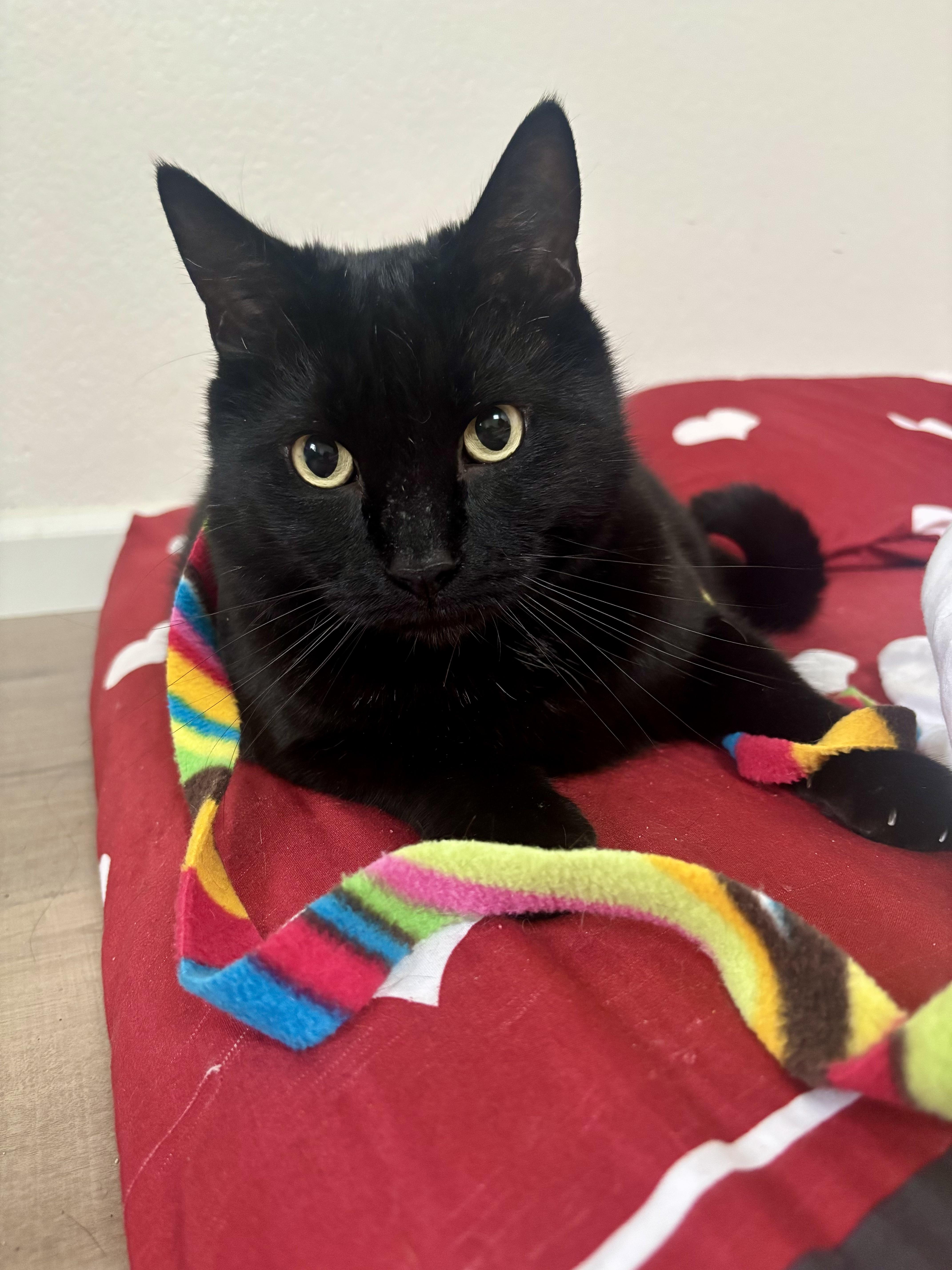 Charlie - The Big Baby, a Adoptable Domestic Short Hair in Union City, CA image 1/6