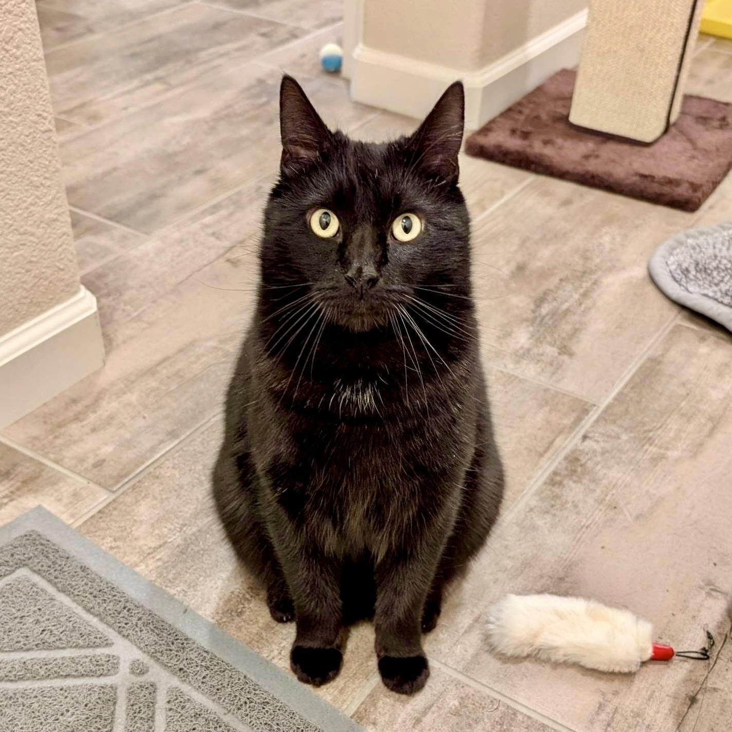 Charlie - The Big Baby, a Adoptable Domestic Short Hair in Union City, CA image 5/6