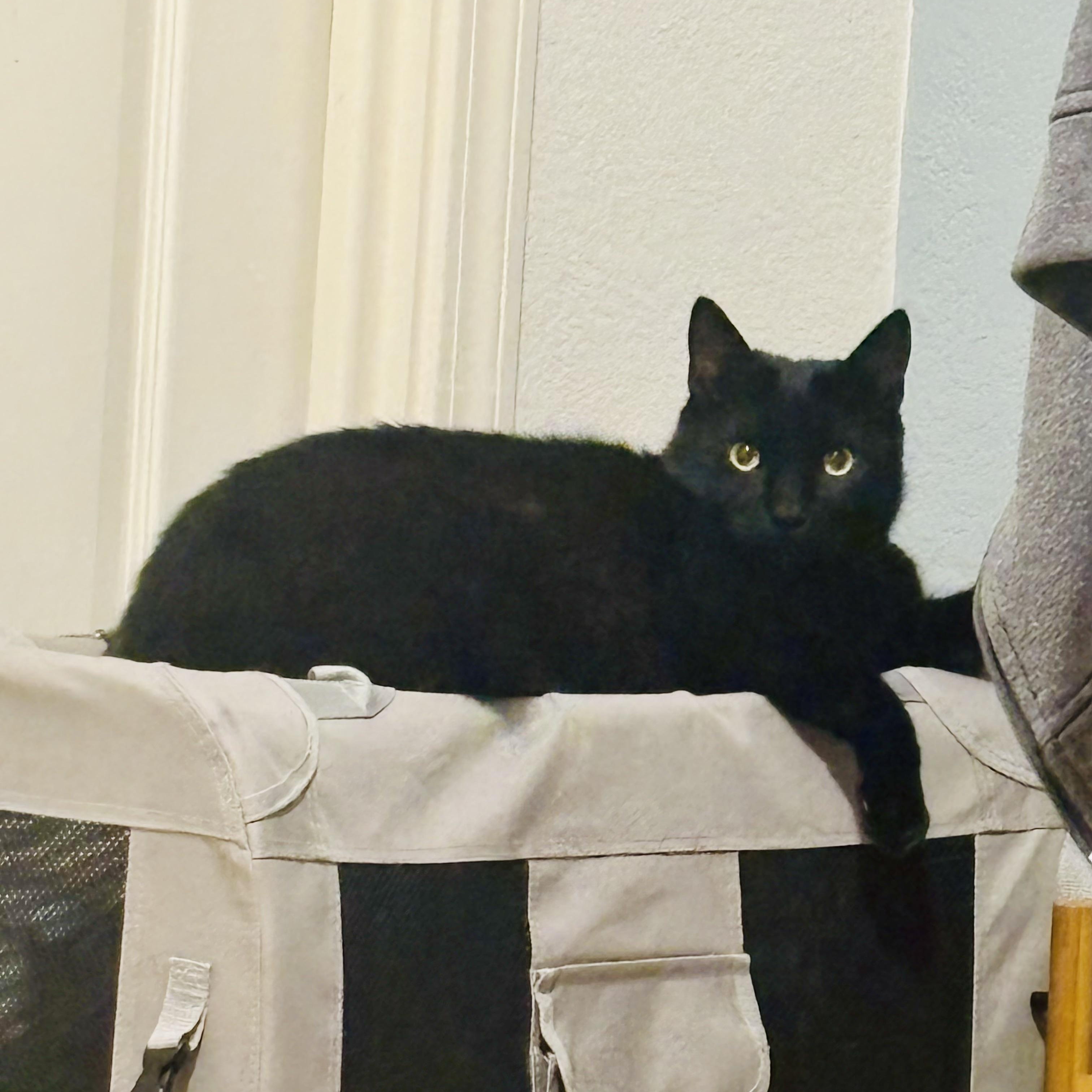 Charlie - The Big Baby, a Adoptable Domestic Short Hair in Union City, CA image 6/6