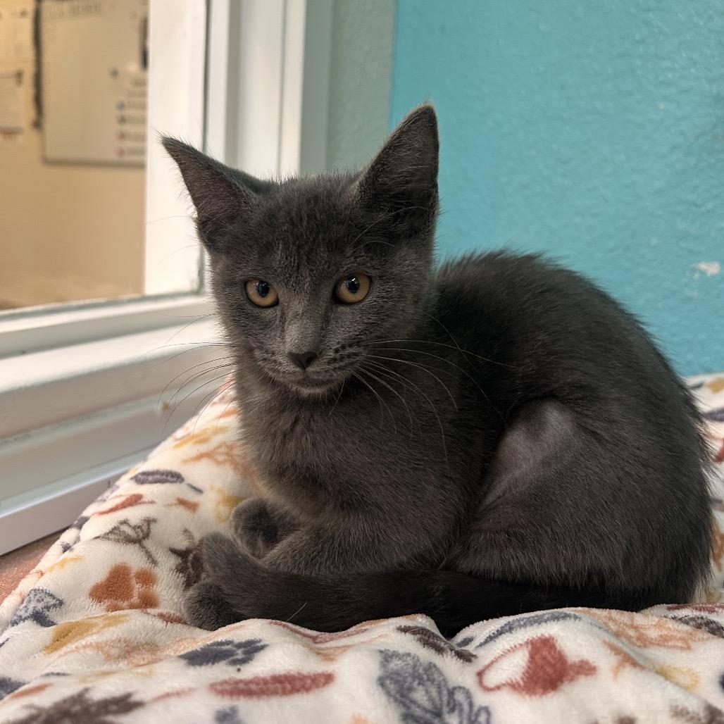 Enlarge Renesmee, a Adoptable Domestic Short Hair in Fresno, CA image 1/3