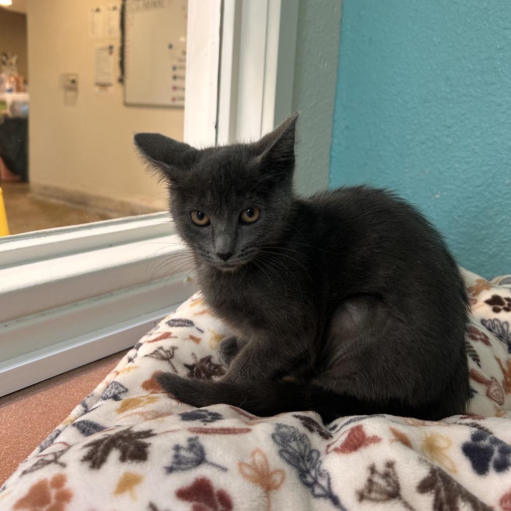 Enlarge Renesmee, a Adoptable Domestic Short Hair in Fresno, CA image 2/3