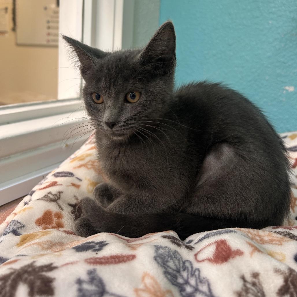 Enlarge Renesmee, a Adoptable Domestic Short Hair in Fresno, CA image 3/3