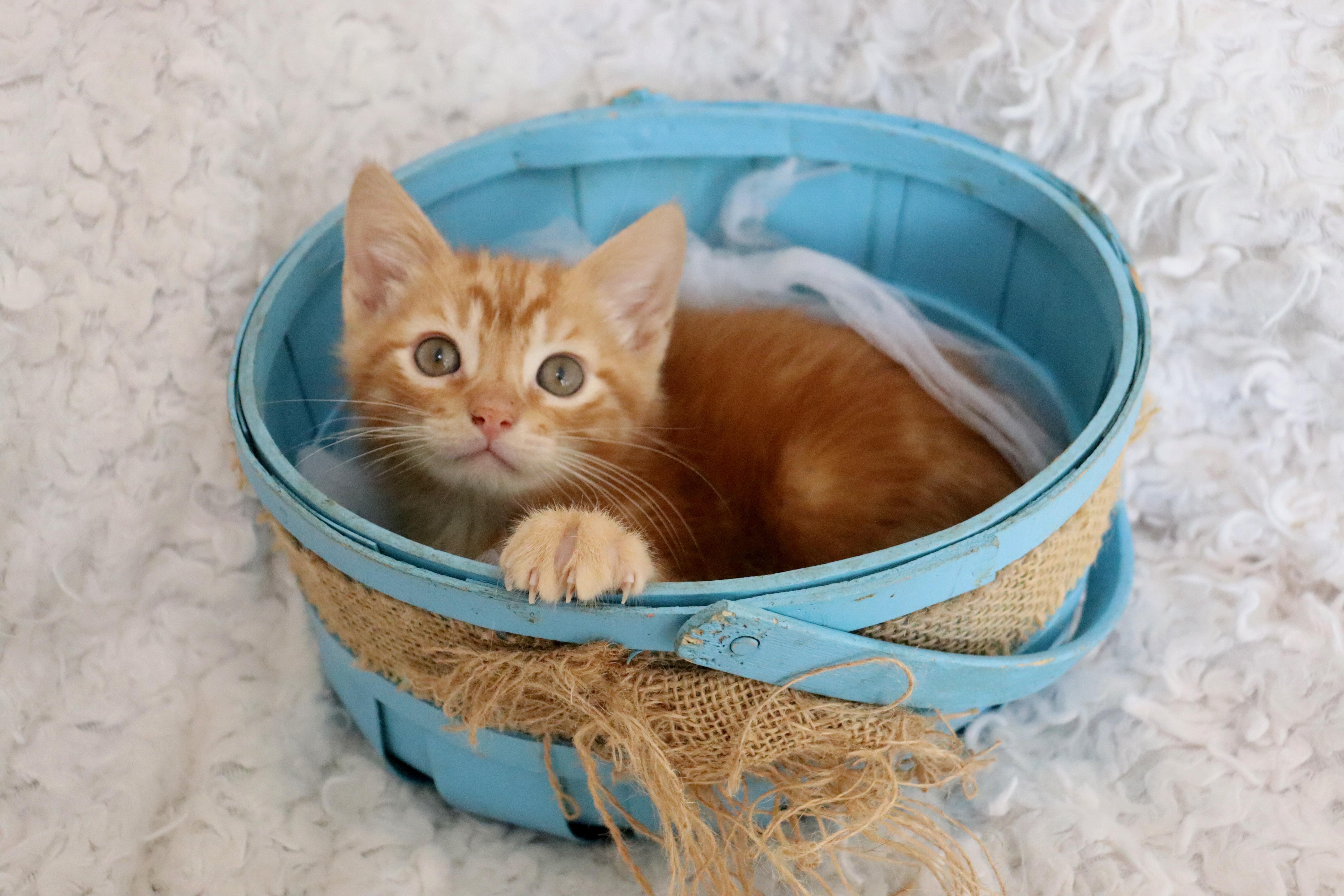 Enlarge Honeybun, an adopted mixed breed in Saint Augustine, FL image 3/6