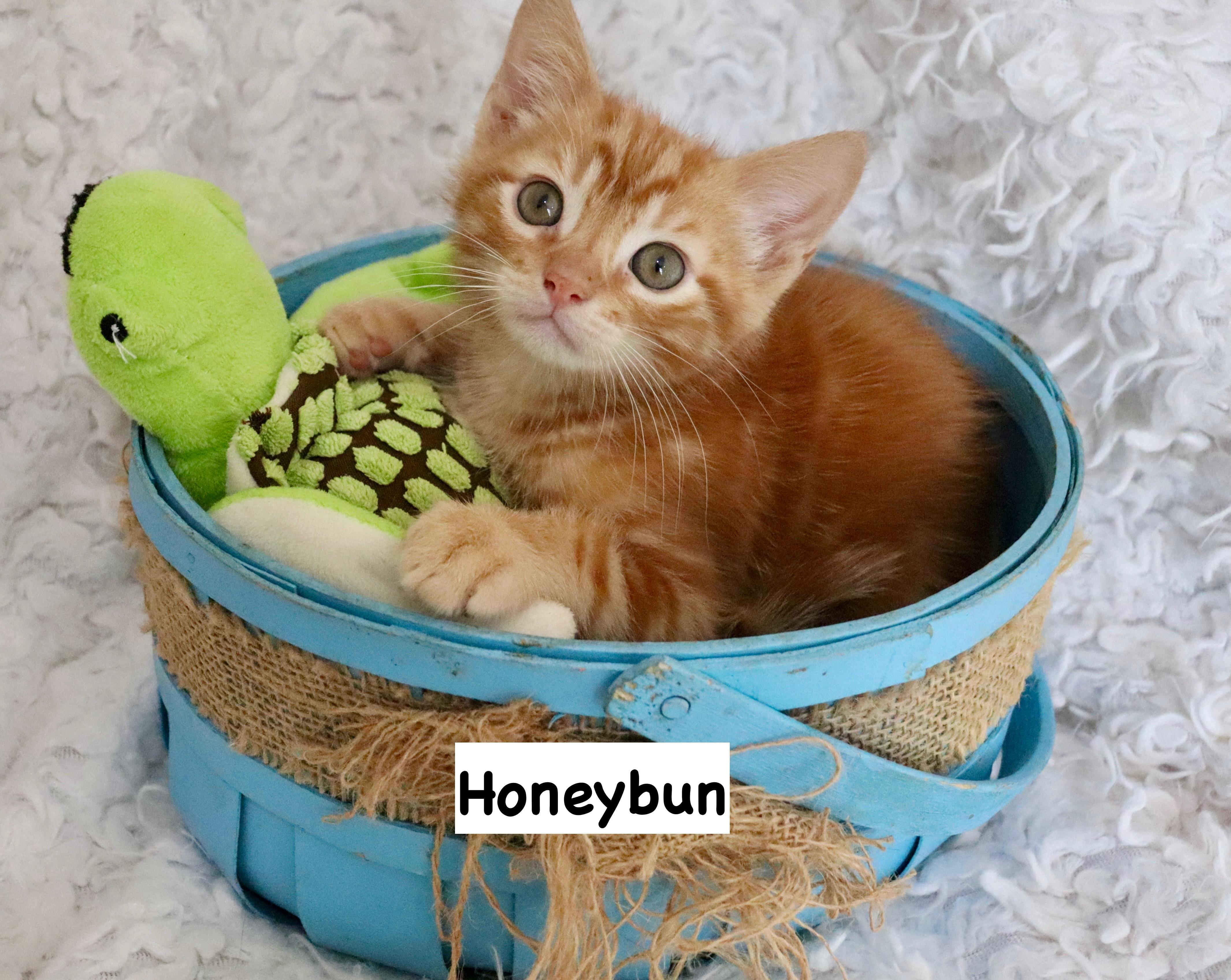 Enlarge Honeybun, an adopted mixed breed in Saint Augustine, FL image 1/6