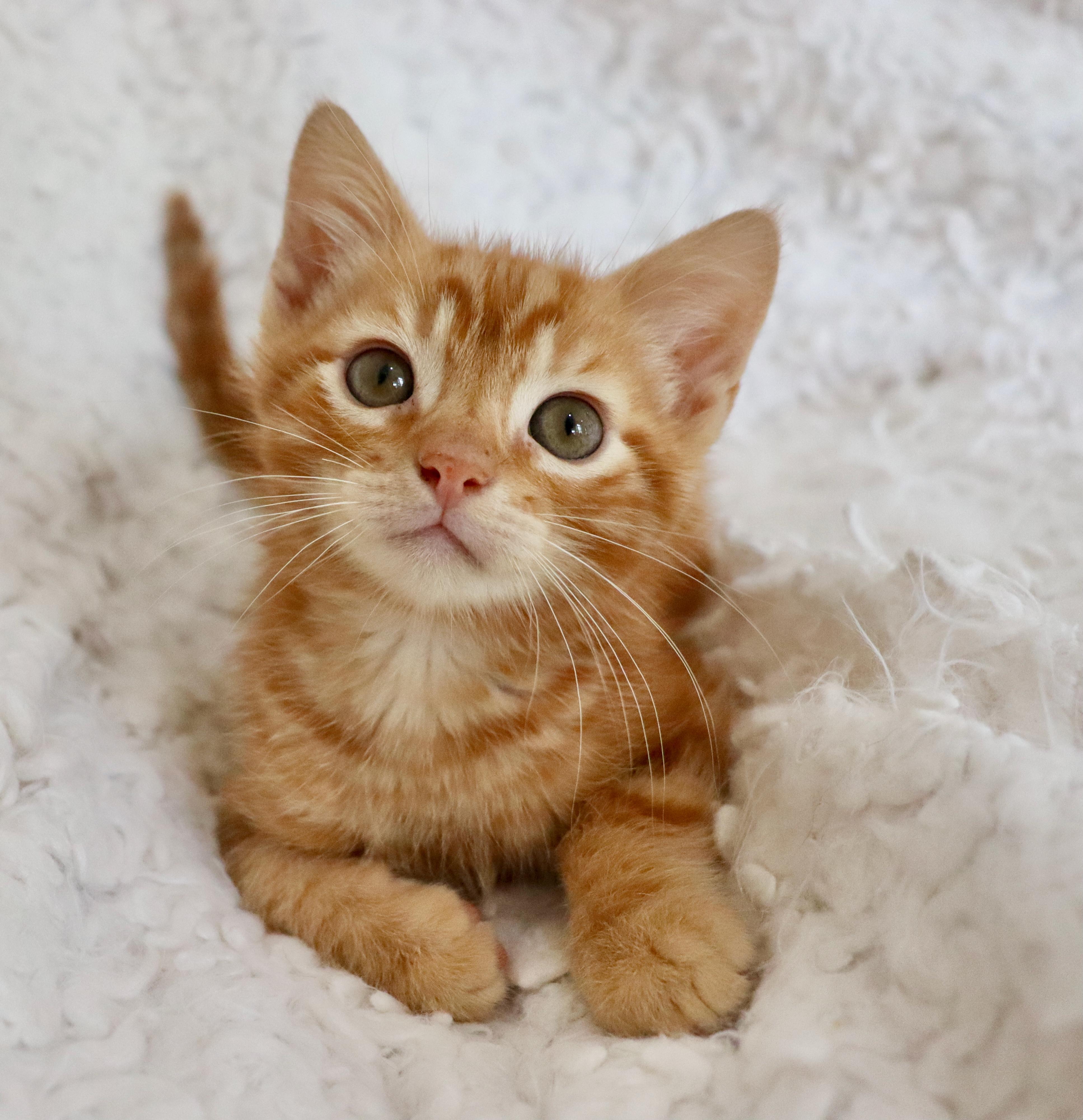 Enlarge Honeybun, an adopted mixed breed in Saint Augustine, FL image 6/6