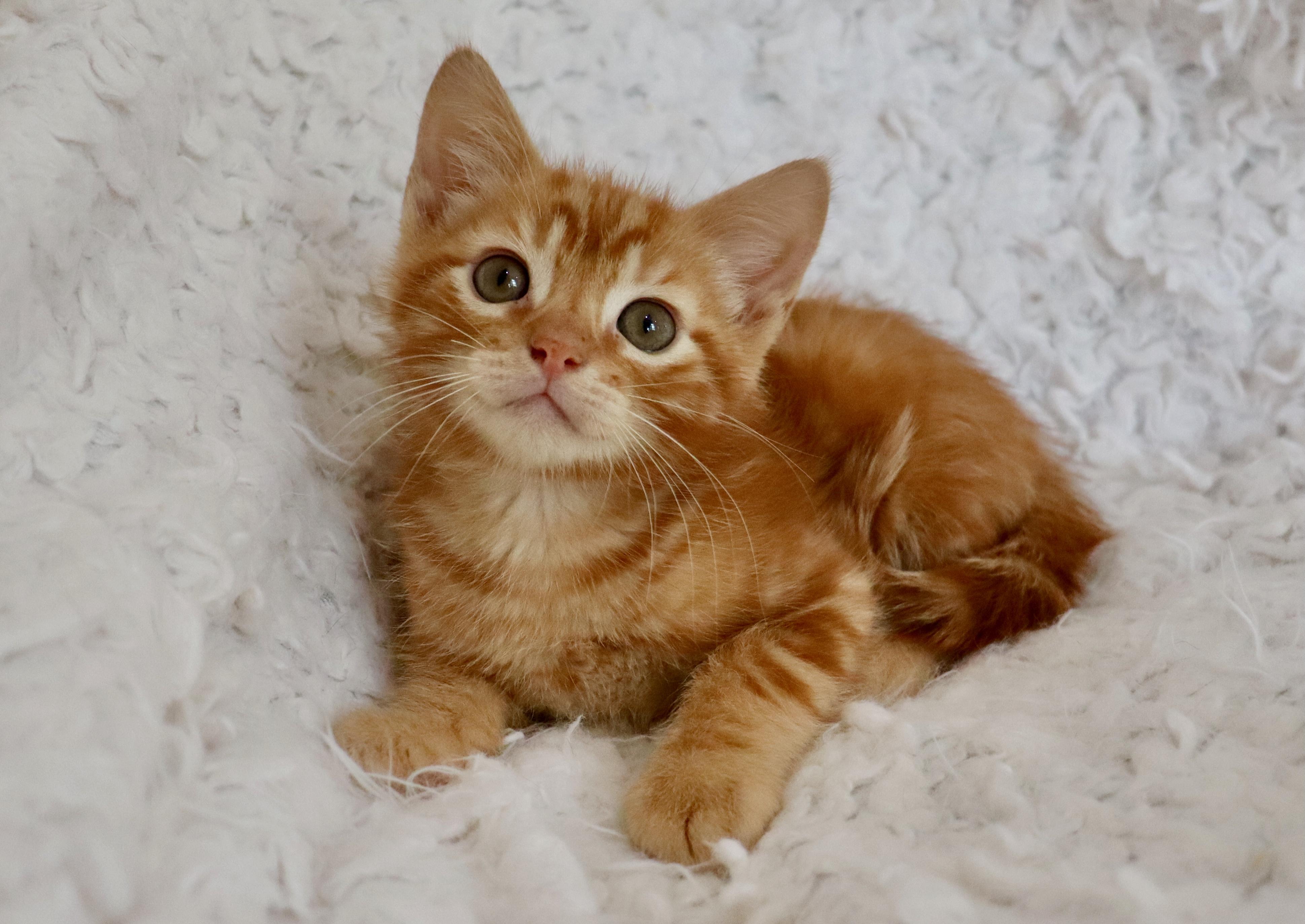 Enlarge Honeybun, an adopted mixed breed in Saint Augustine, FL image 4/6