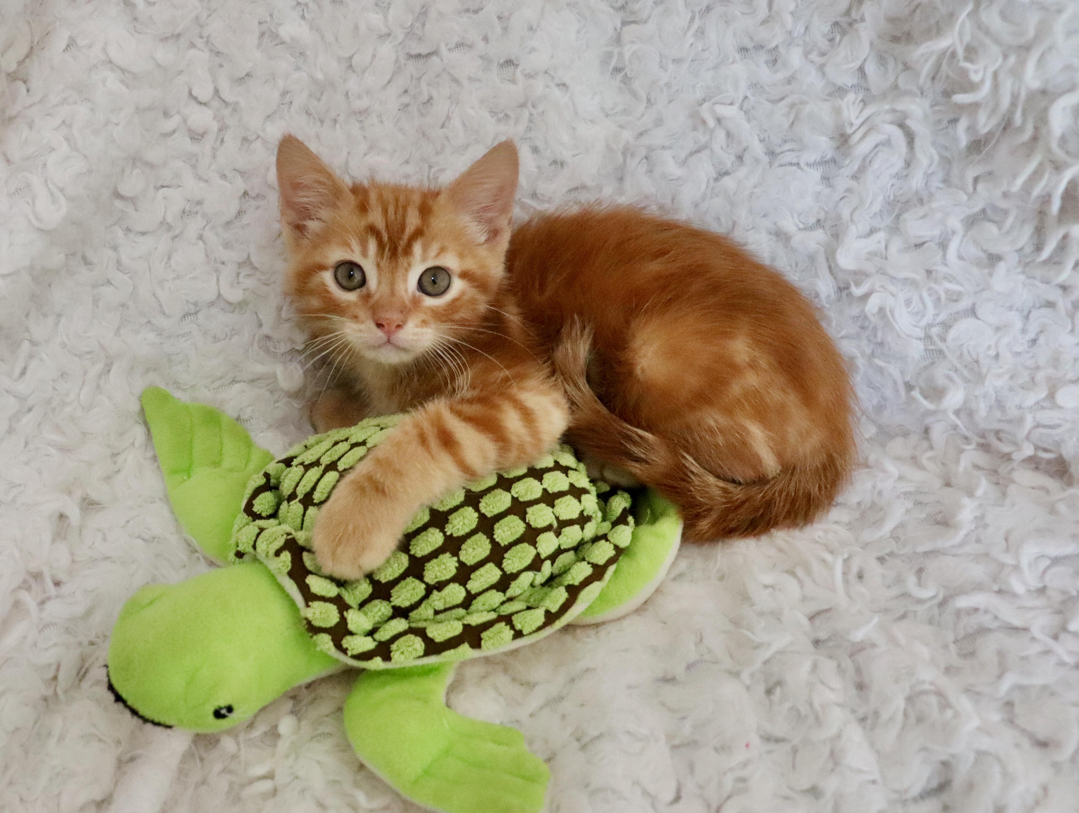 Enlarge Honeybun, an adopted mixed breed in Saint Augustine, FL image 2/6