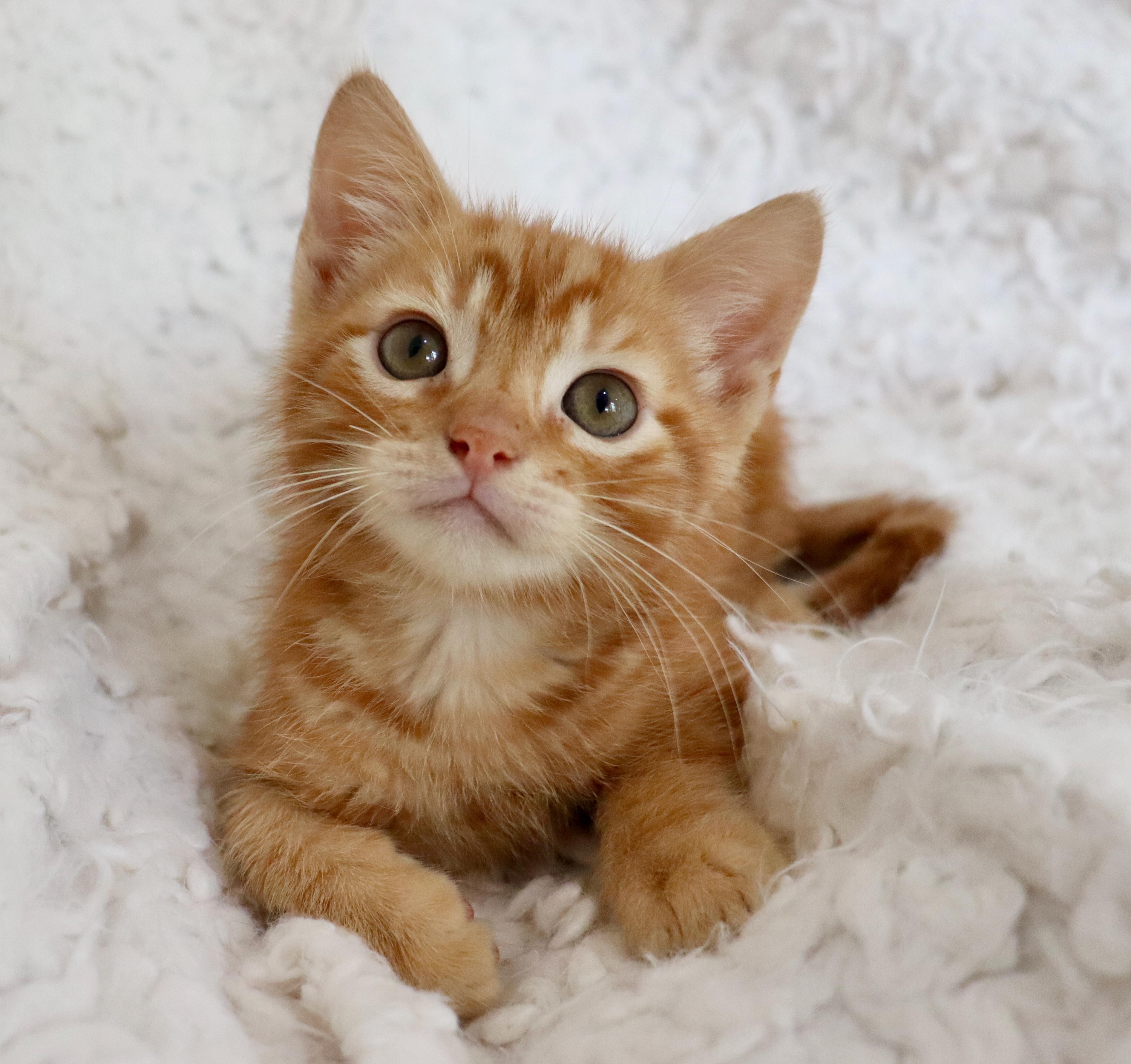 Enlarge Honeybun, an adopted mixed breed in Saint Augustine, FL image 5/6