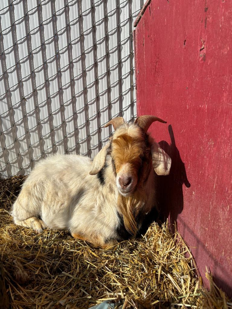 Enlarge Smore, a Adoptable Goat in Eagle Mountain, UT image 1/1