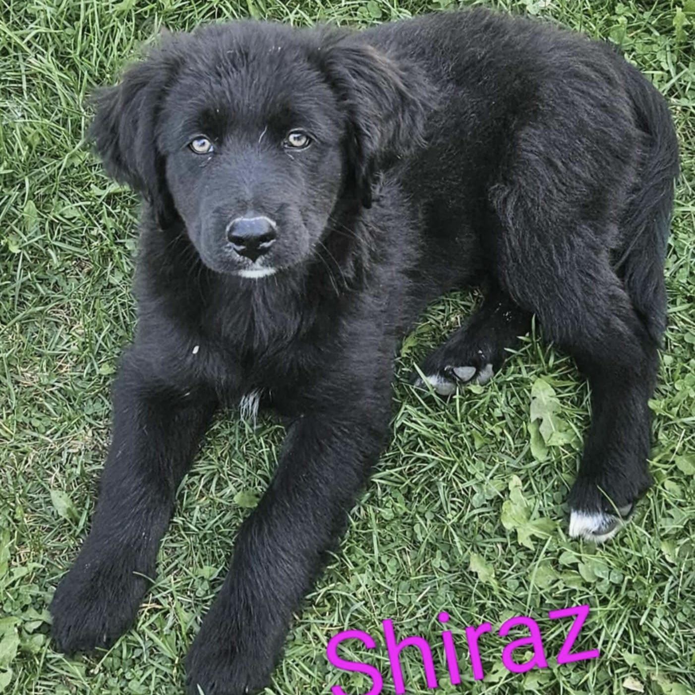 Shiraz (20250802-02)
