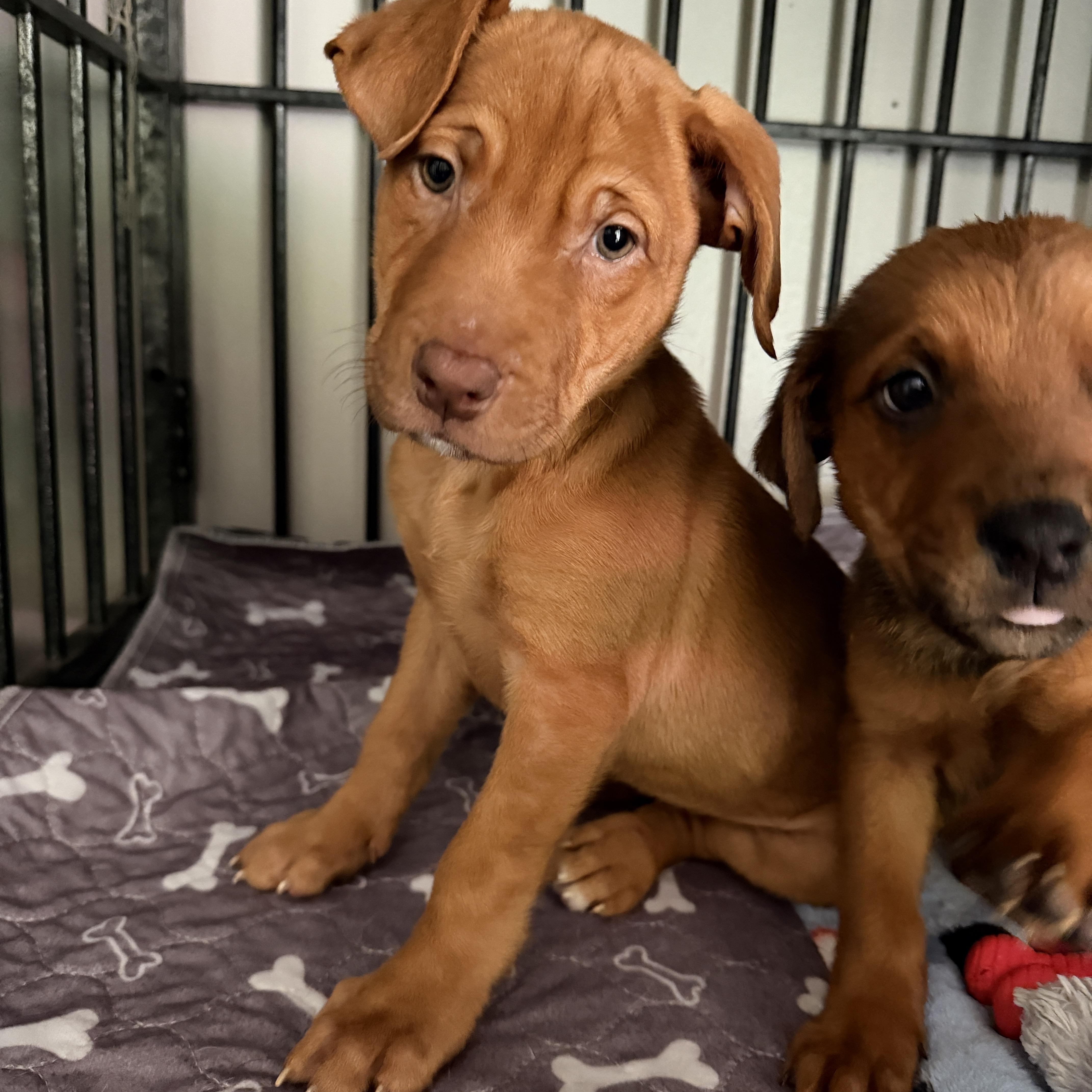 Enlarge Sunny, a ADOPTABLE Mixed Breed in Jeffersonville, IN image 4/4