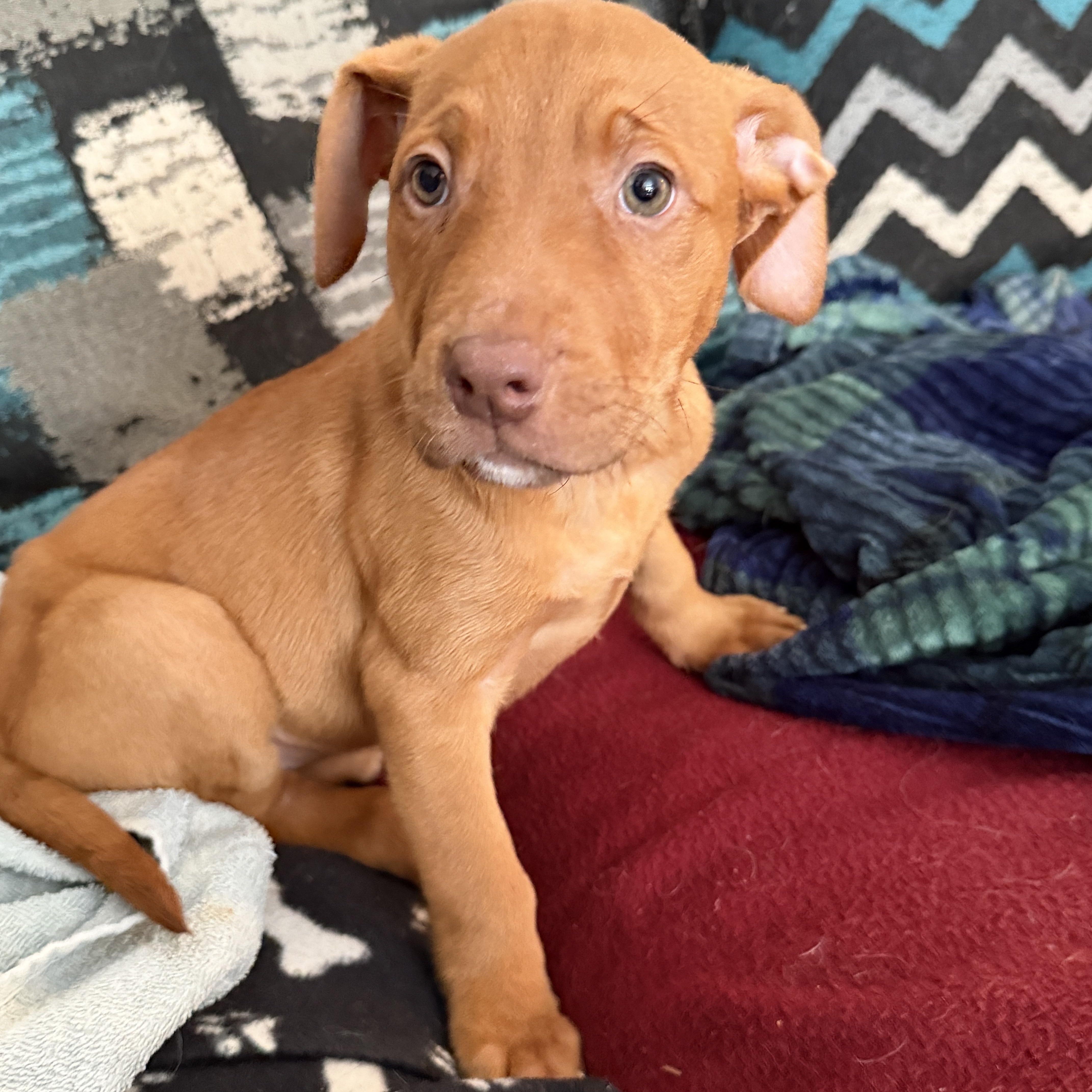 Enlarge Sunny, a ADOPTABLE Mixed Breed in Jeffersonville, IN image 3/4