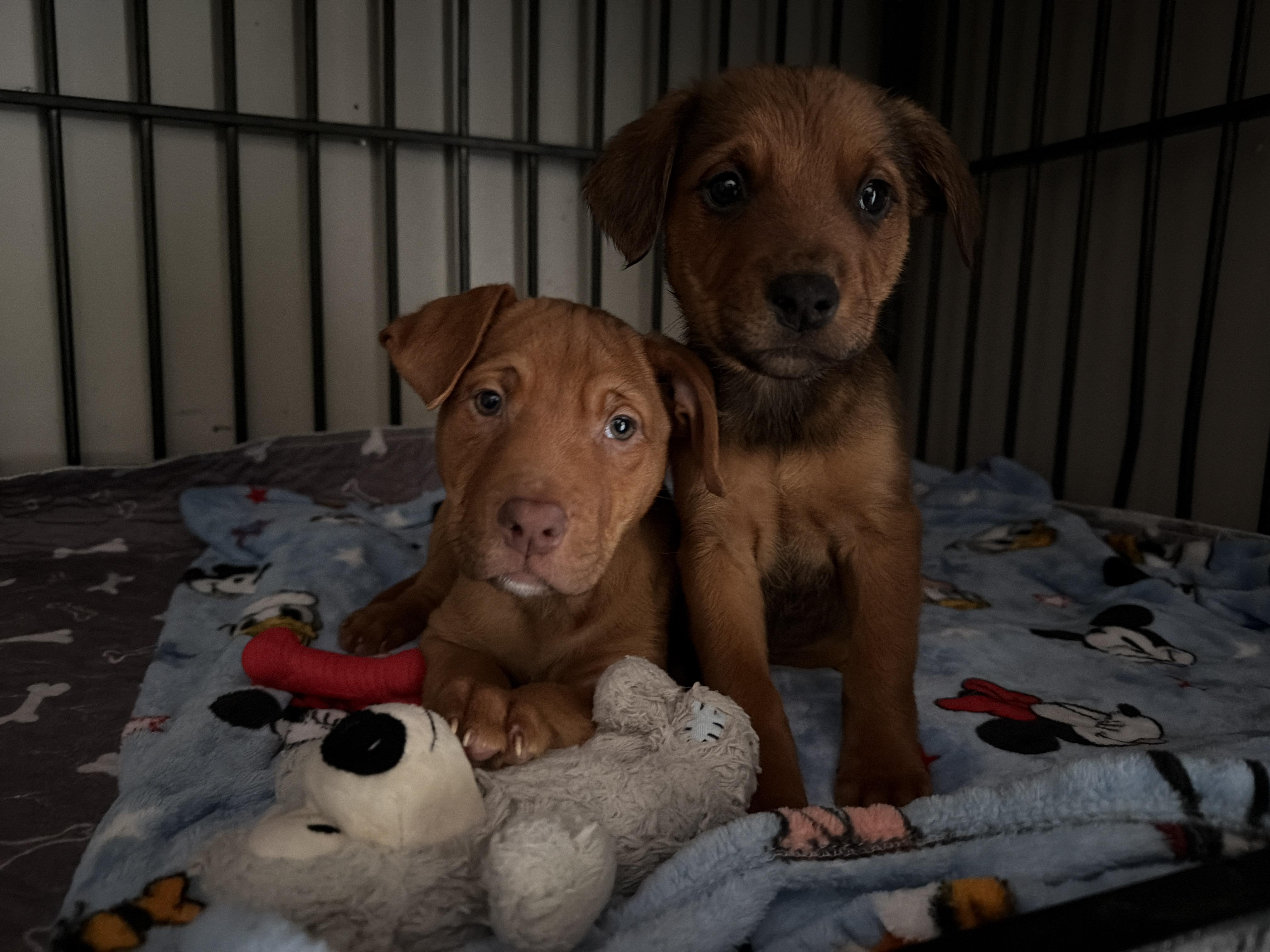 Enlarge Sunny, a ADOPTABLE Mixed Breed in Jeffersonville, IN image 2/4