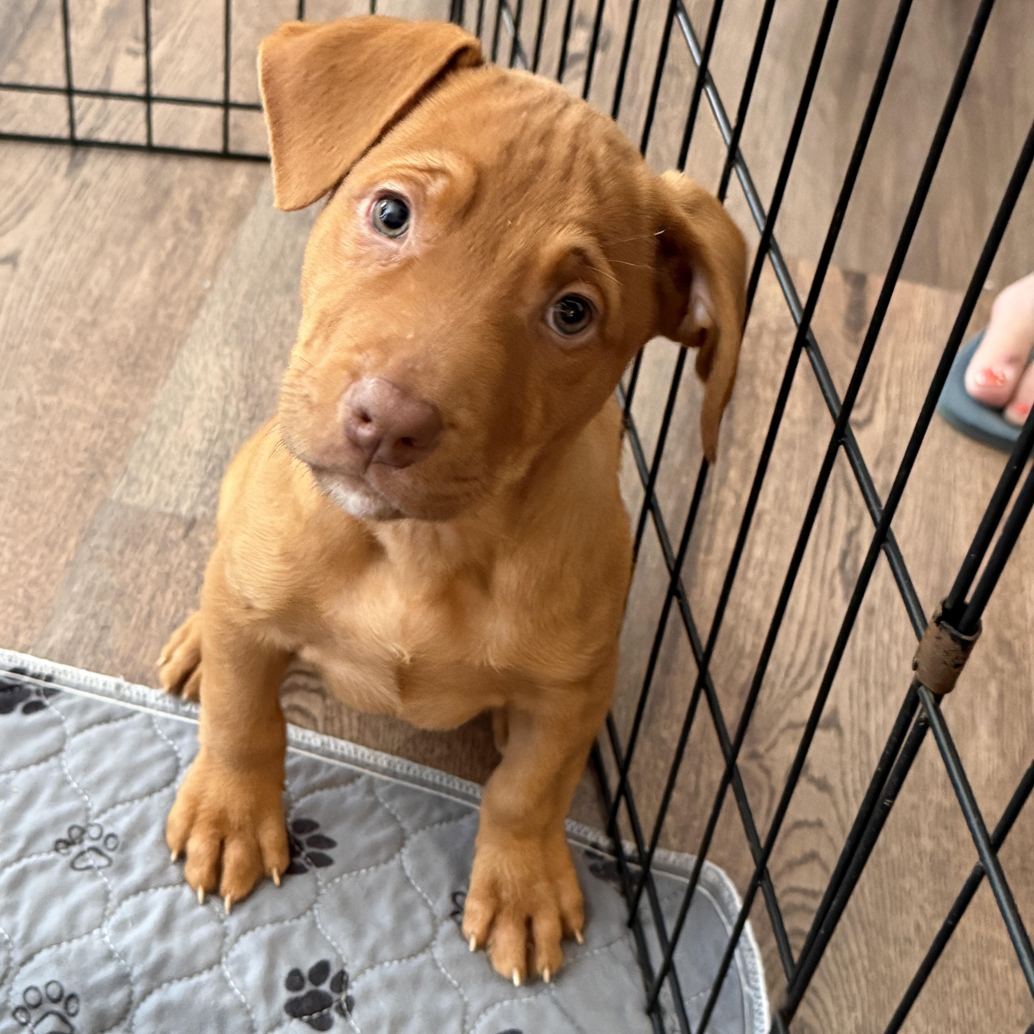 Sunny, ADOPTABLE, Puppy Female Mixed Breed.