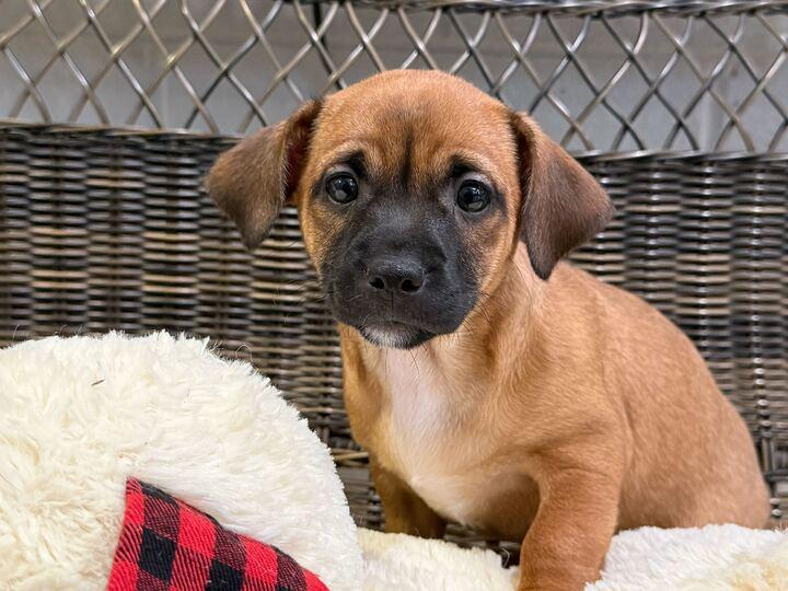 Enlarge Sailor, an adopted mixed breed in Jackson, MI image 1/1