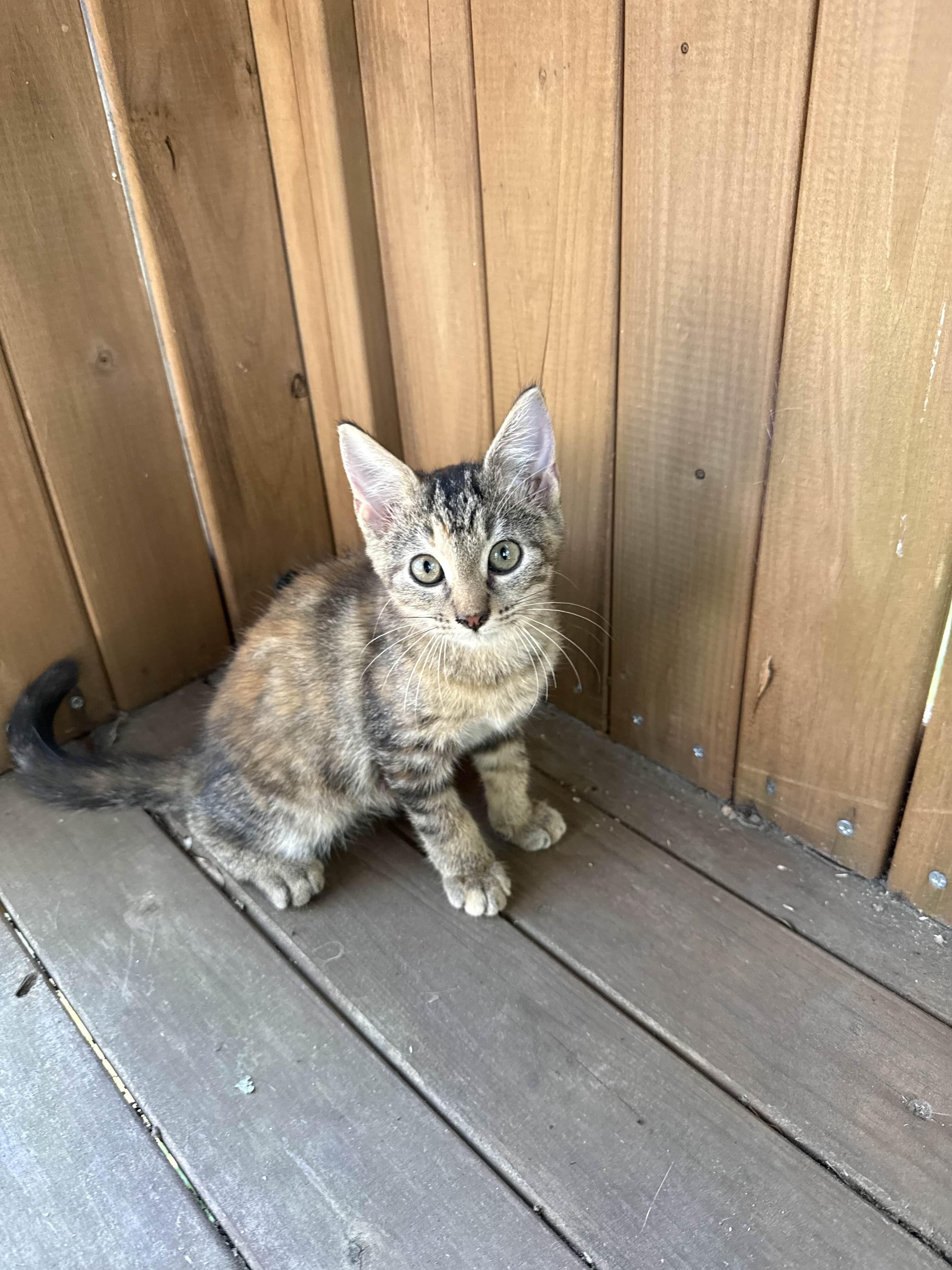 Pria, a Adoptable mixed breed in Brattleboro, VT image 1/5