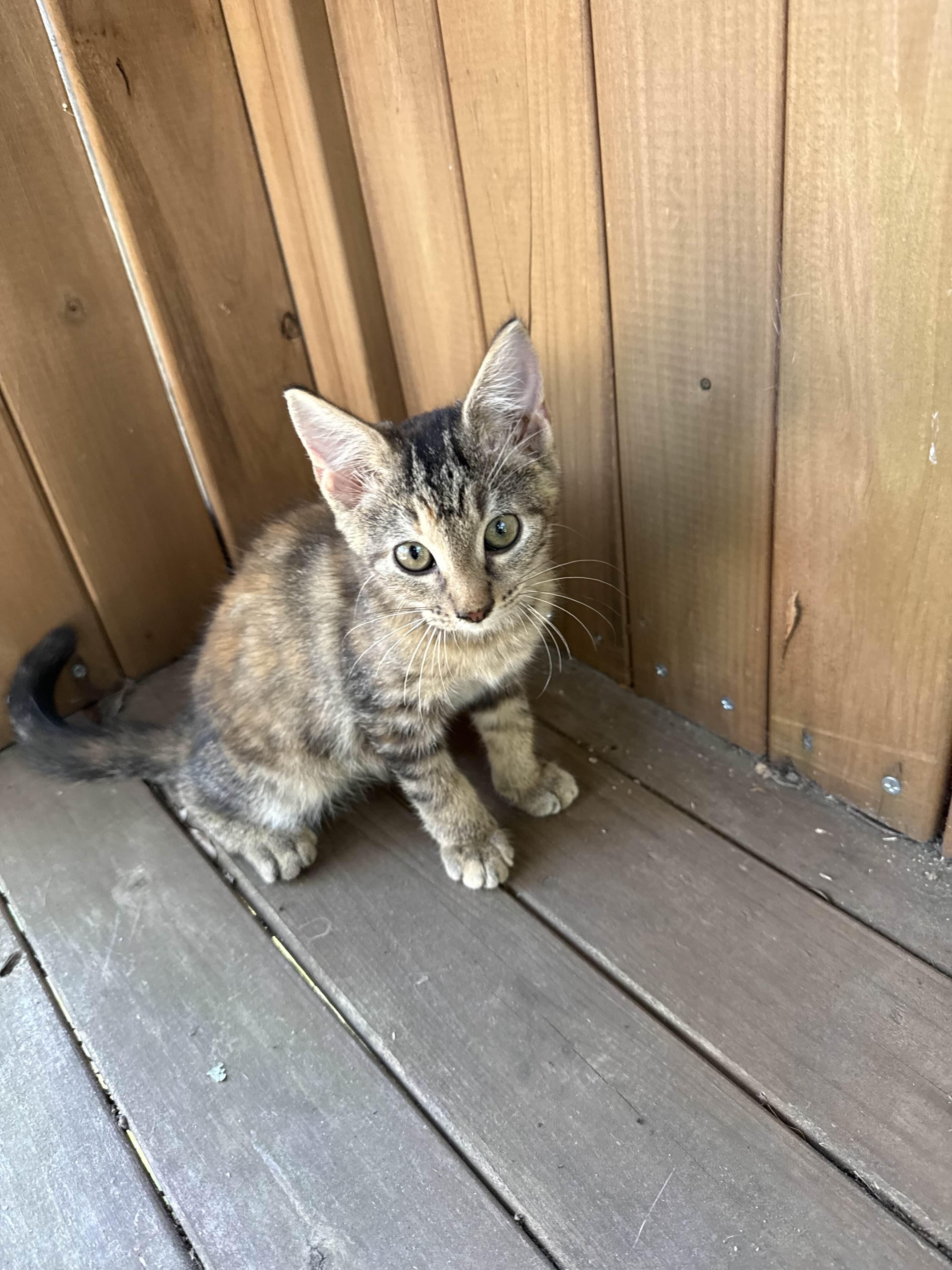 Pria, a Adoptable mixed breed in Brattleboro, VT image 5/5