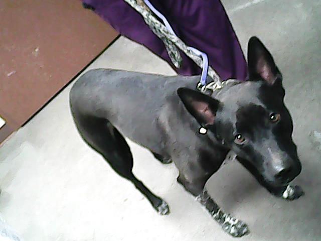 Lemon, Adopted, Young Female Dutch Shepherd.