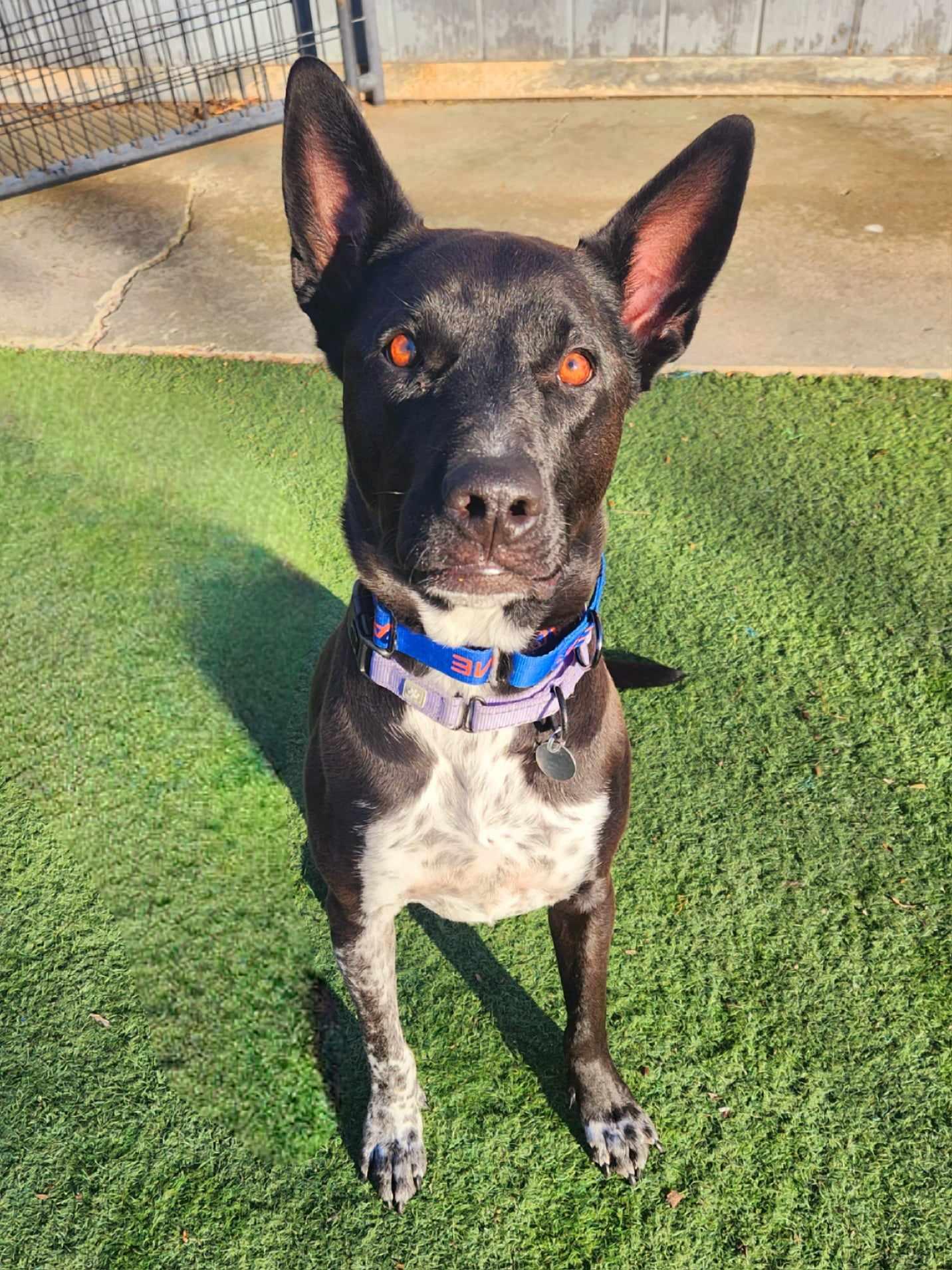 Lemon, a Adopted Dutch Shepherd in Phoenix, AZ image 3/3