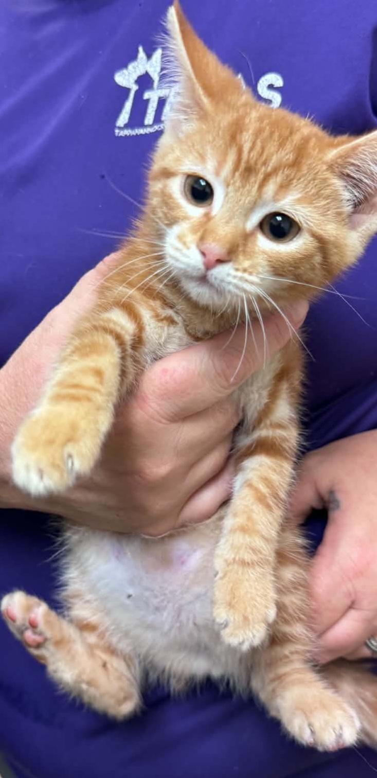 salem, Adoptable, Young Male Domestic Short Hair.