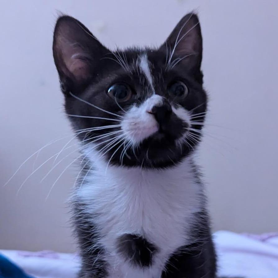 Enlarge Osaka, a Adoptable Domestic Short Hair in Parkland, FL image 1/1